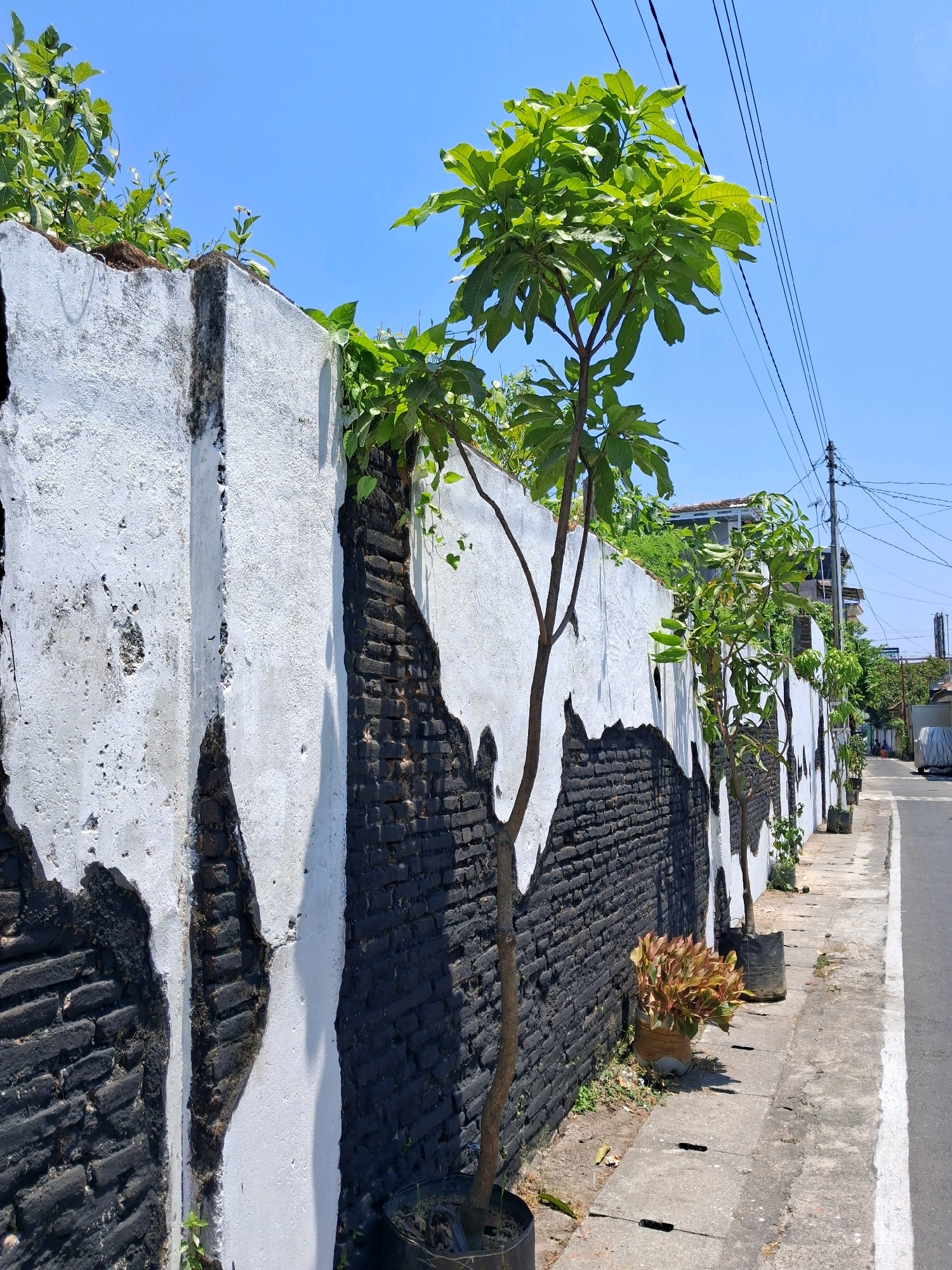 This image depicts a street scene in the city of Surakarta, Indonesia, on a clear, sunny day. The foreground is dominated by a weathered, textured wall, which is painted white with black accents that appear to have been applied in a rough, uneven manner, revealing the underlying dark brickwork in places. Lush green foliage is growing over the top of the wall and spilling down in several sections.
A slender, leafless tree stands in front of the wall, its branches reaching towards the sky. Further down the wall, in front of the sidewalk, are several potted plants, including a cluster of reddish-brown foliage in a brown-wrapped pot.
The sidewalk runs alongside the wall and appears to be made of concrete slabs. Beyond the sidewalk, a paved road with a white dividing line is visible, with a parked white vehicle covered with a tarp in the distance. Overhead, power lines are strung across the bright blue sky, supported by a utility pole on the right side of the frame. The overall impression is one of an urban environment with elements of nature interspersed.