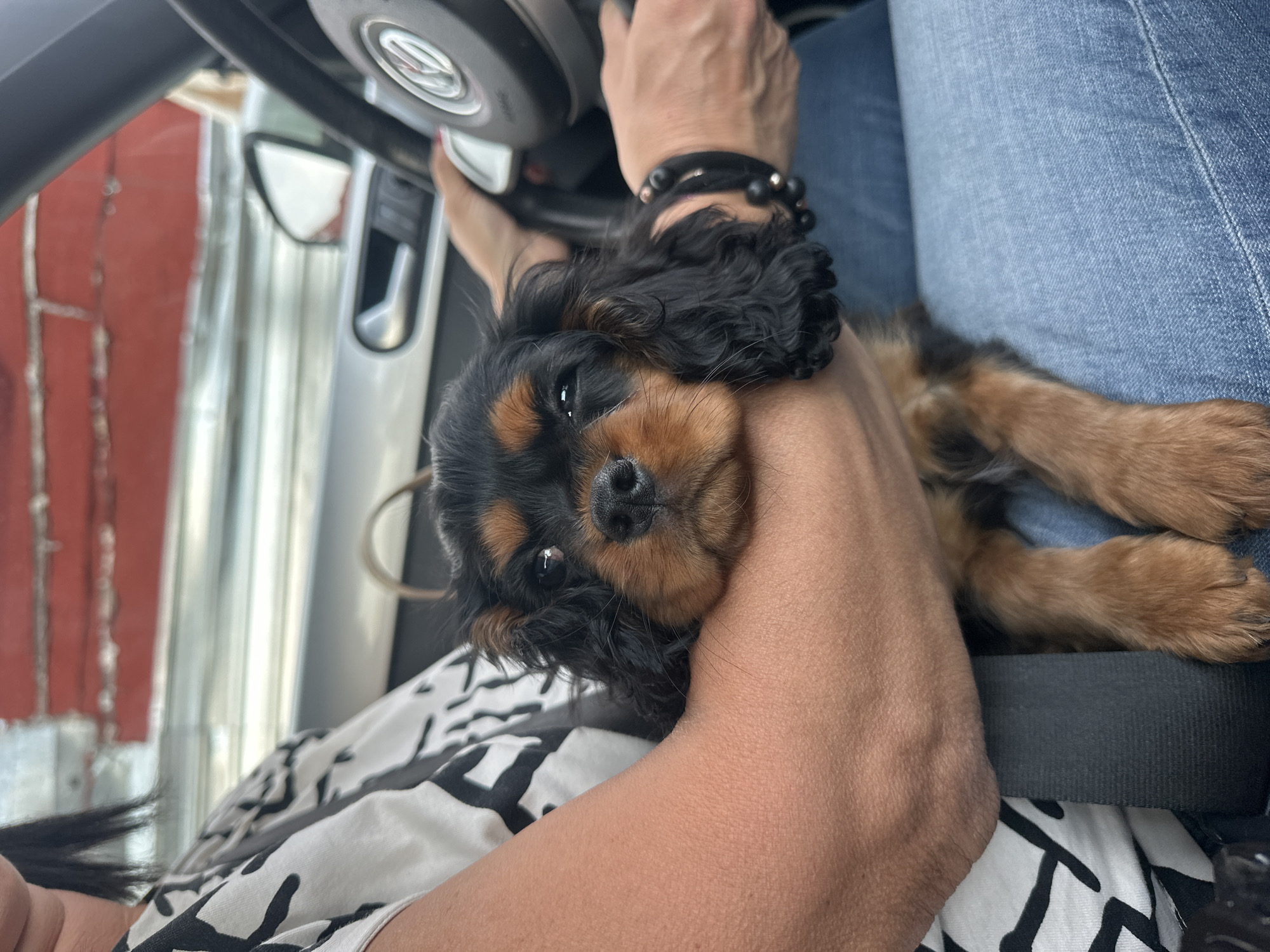 A close-up shot depicts a Cavalier King Charles Spaniel puppy nestled in a person's arms, presumably inside a car. The puppy's head is centrally located, with its face displaying its brown and black markings. The person's hands are visible, one with a black beaded bracelet, holding the puppy close to their chest. The person is wearing blue jeans. A section of the car's steering wheel and side mirror are also visible. The seat is covered with a black and white patterned cloth. The background shows a blurred view of a building with red and white walls. The location is within a car, likely in the city of Puebla, Mexico.