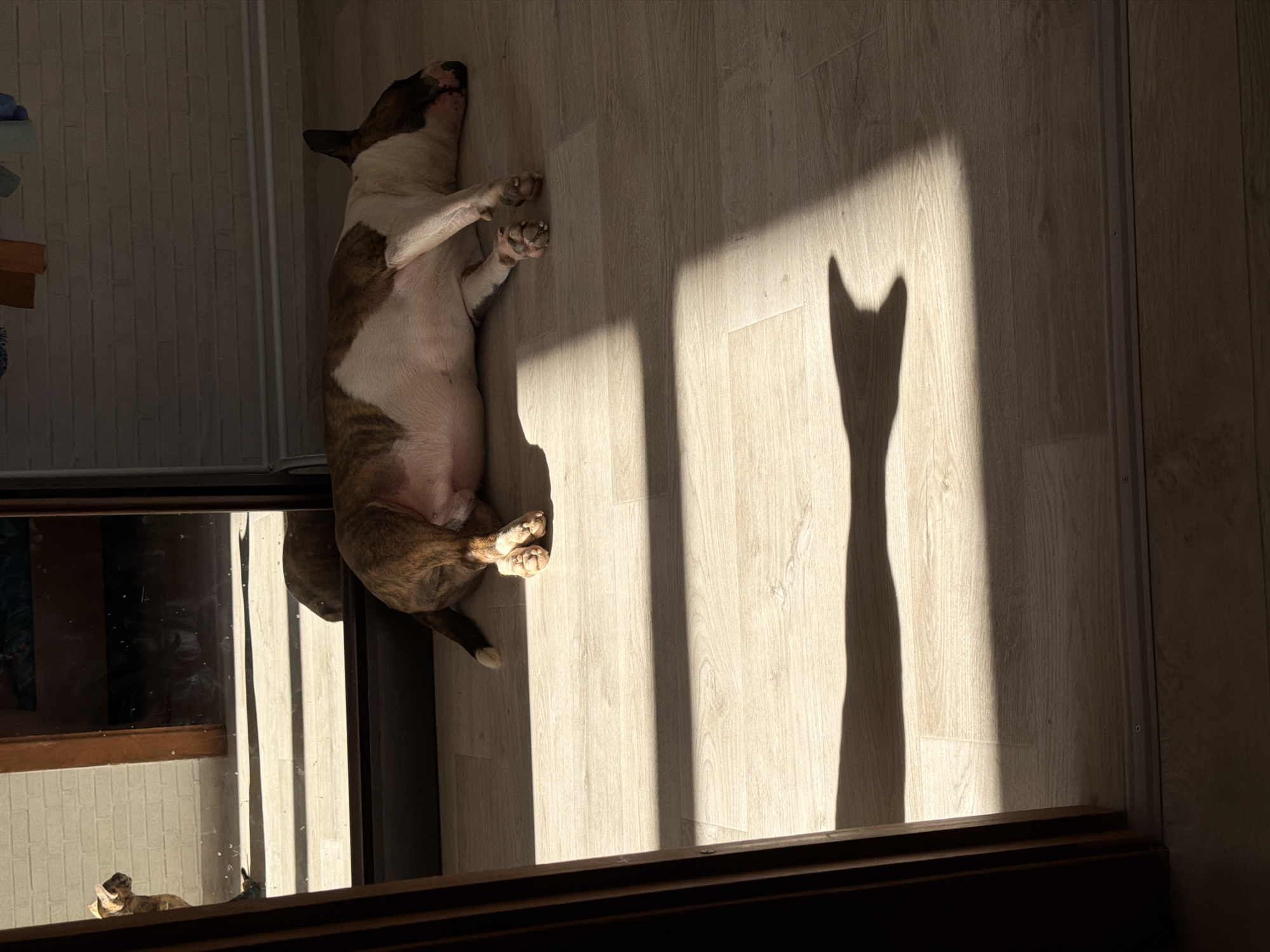 A top-down view shows a Bull Terrier lying on its back on a wood-look floor. The dog has a white chest and belly, and brown and white markings on its head and sides. It is positioned diagonally on the floor. Sunlight streams in, creating a prominent shadow on the floor resembling the silhouette of a cat with pointed ears. To the left is a partially visible, multi-pane window or glass-fronted cabinet. On the lower left, a small dog toy or sculpture can be seen. The location is Chaikovsky, Russia.