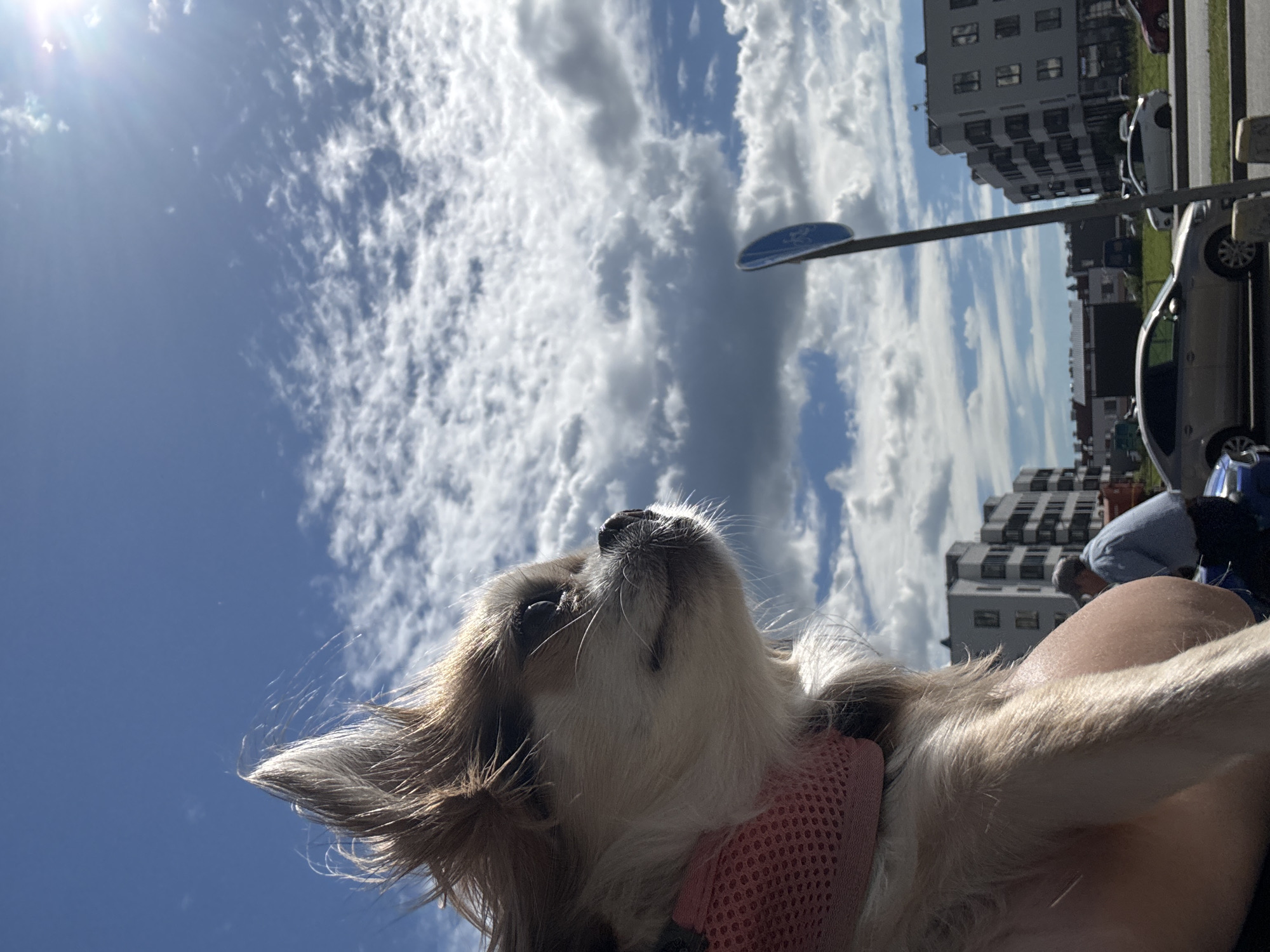 A close-up shot captures a chihuahua's head and shoulders as it looks out from an arm. The dog is wearing a pink mesh harness. In the background, a bright blue sky is filled with scattered white clouds, and the sun shines from the upper right corner. A few modern buildings and a street with cars are visible below the sky. A blue circular sign on a pole is also present. The scene appears to be in an urban environment, possibly St. Petersburg, Russia, on a sunny day.
