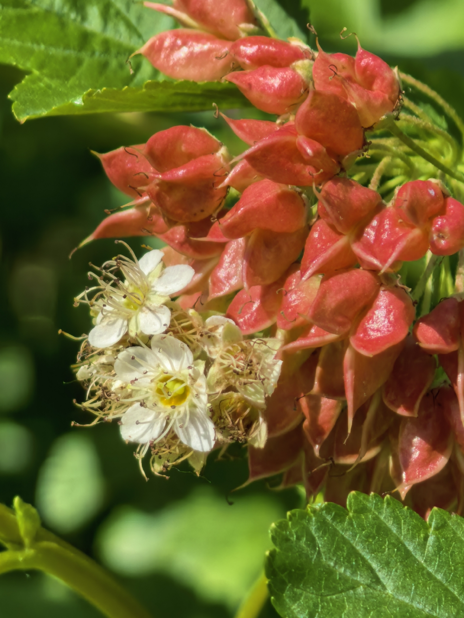 The image shows a close-up of a plant with red, lantern-shaped seed pods and delicate white flowers with yellow centers. The flowers have many thin stamens. The background is blurred green foliage. There is no information about the location of this image in Sterlitamak, Russia.