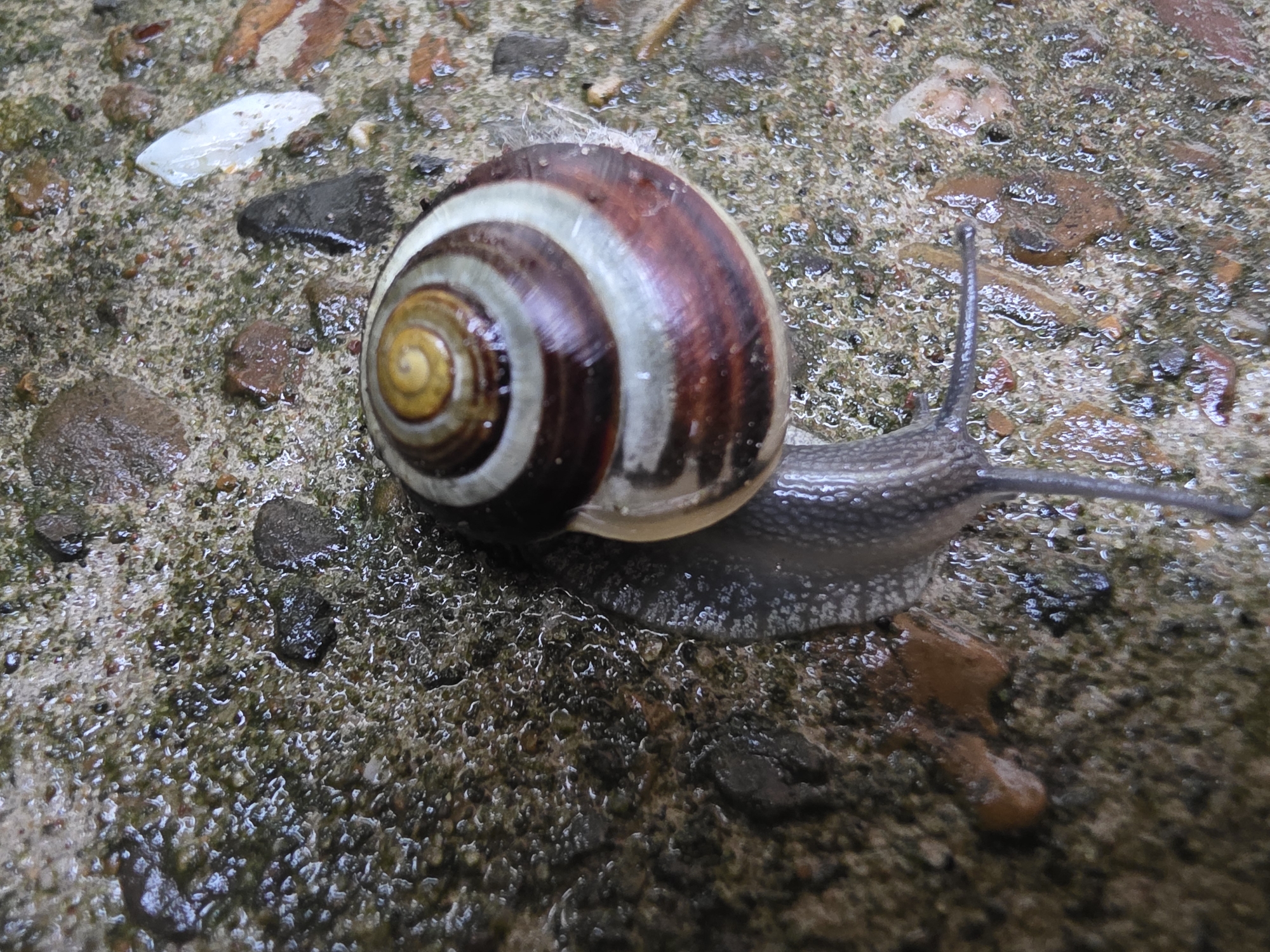 The image captures a close-up of a garden snail slowly moving across a damp, textured outdoor surface. The snail, the central subject, possesses a prominent shell featuring distinct spiraling bands of dark reddish-brown, off-white, and a yellowish-amber center at its apex. Its soft, dark gray body is extended, appearing moist and slightly glistening as it glides over the ground. The snail's two upper optical tentacles are fully extended, indicating active movement and environmental sensing.
The snail is situated on a granular surface, likely a patch of ground or paving made of small pebbles and compacted earth, which is thoroughly wet. A thin film of water covers the surface, creating reflections and highlighting the irregularities of the terrain. Scattered across this damp ground are various small pieces of debris, including a noticeable translucent white fragment, several dark-colored stones, and some organic matter. Small patches of green moss or algae are also visible, further emphasizing the wet conditions. The overall lighting appears soft and diffused, consistent with an overcast day or post-rain conditions. There are no human subjects or visible text in the media file.