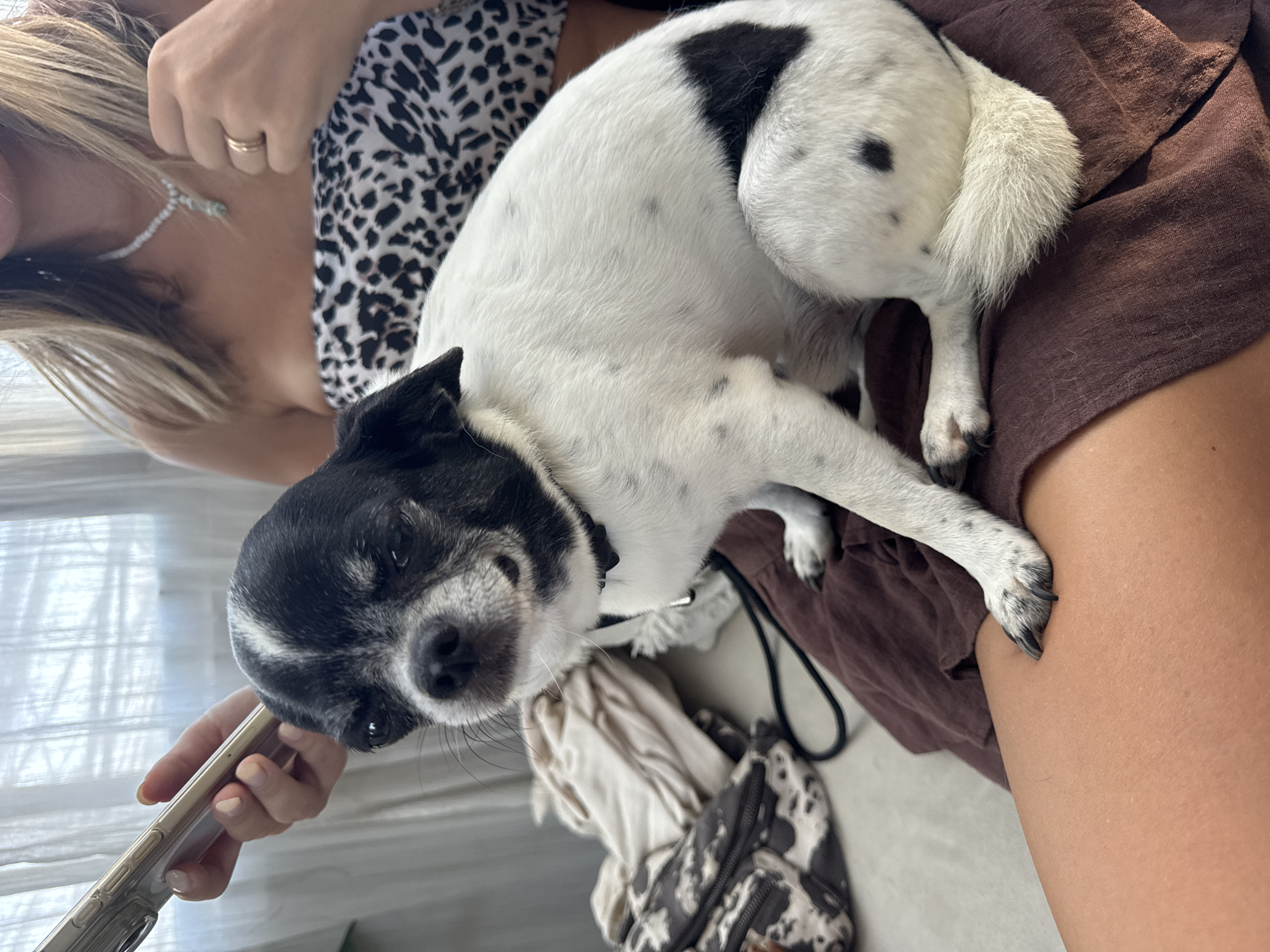 A person is holding a white and black dog. The dog is mostly white with black spots on its body and head. The person is wearing a brown shirt and has blond hair. The location of the image is not discernible from the provided information.