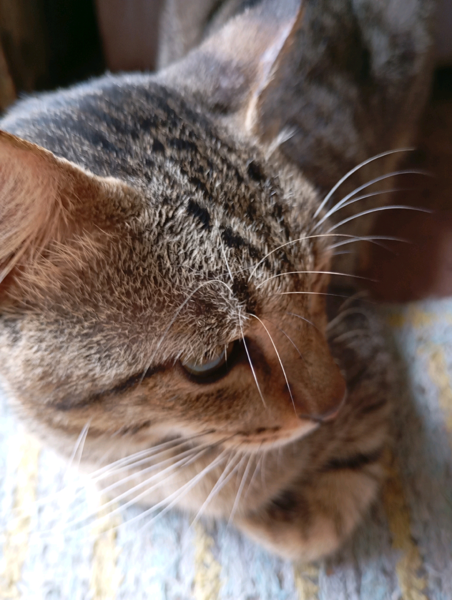 A close-up, overhead shot shows a tabby cat's face. The cat is looking down and to the right, with its left eye partially visible. Its whiskers are prominent, extending out from its muzzle. The cat's fur is a mix of brown, grey, and black stripes. The background is blurred, with hints of a patterned surface beneath the cat and darker areas above, suggesting an indoor setting. There are no people or other animals visible in the image. The specific location in Balikpapan, Indonesia cannot be determined from the visual information provided.