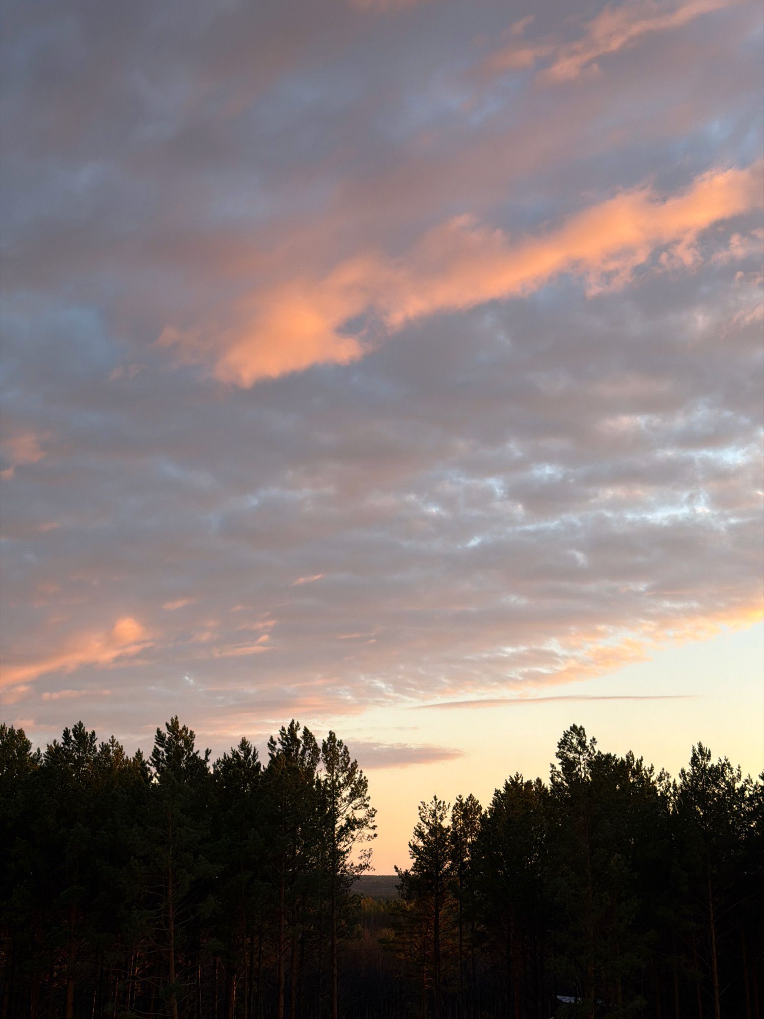 This is a vertical, medium-shot photograph of a sunset sky over a forest. The sky is filled with a mix of gray, pink, and orange clouds. A dark silhouette of a dense pine forest occupies the bottom third of the image. The trees are tall and appear to be a mix of mature and younger pines. The overall mood of the image is serene and natural, evoking a sense of twilight in a rural or wilderness setting, consistent with the outskirts of Tsiolkovsky, Russia, which is surrounded by taiga forests. There are no people, animals, or man-made structures clearly visible in the foreground or midground.