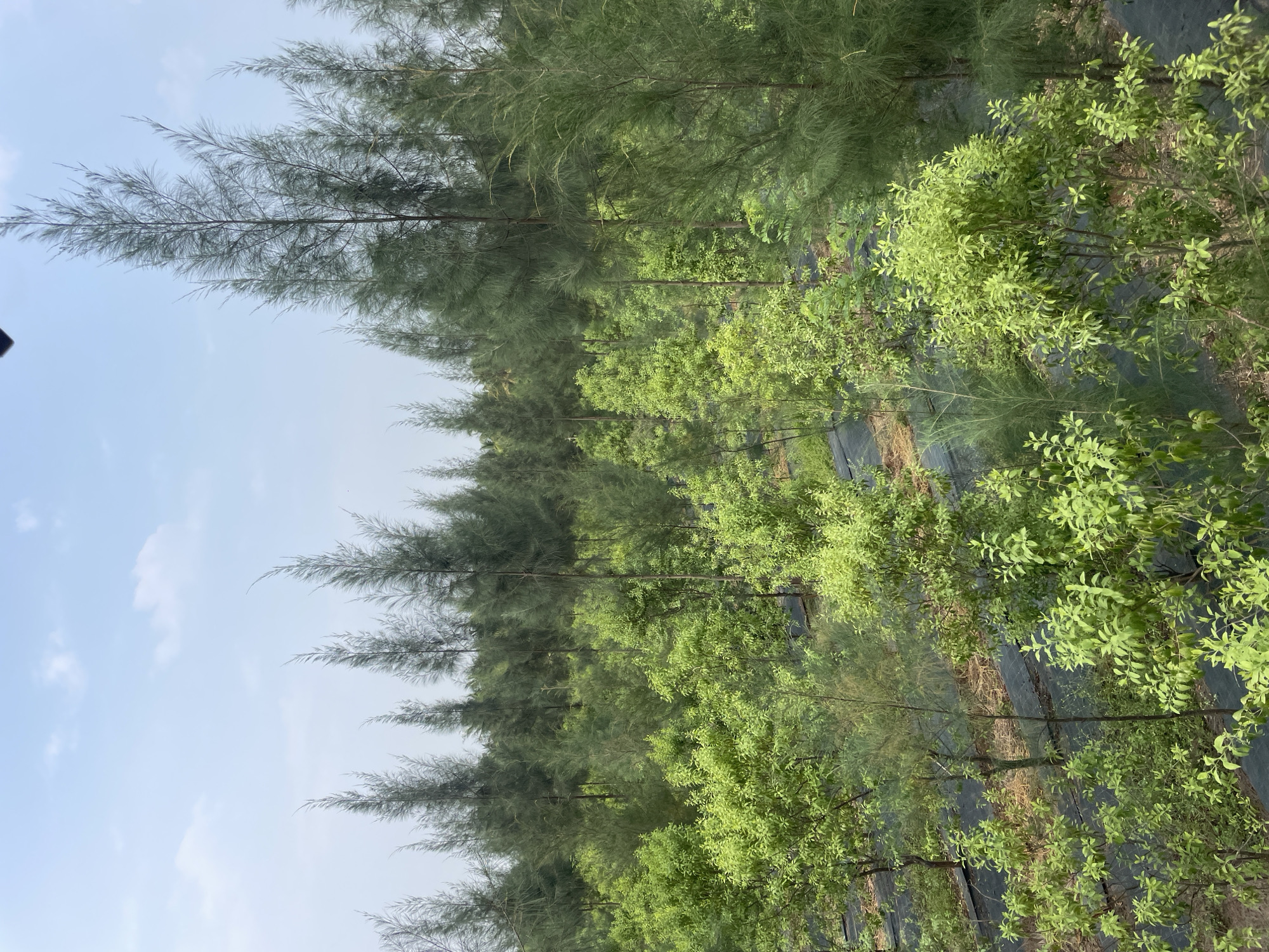 The image displays an outdoor scene featuring rows of trees and shrubs under a bright, light blue sky with scattered white, wispy clouds. The setting appears to be a cultivated area, such as a plant nursery or a young plantation.
In the background, a distinct row of tall, slender trees with dense, wispy, needle-like foliage, characteristic of species like Casuarina, extends across the frame. Their dark trunks are partially visible between the canopy layers. In front of these taller trees, a parallel row of smaller, bushier plants with vibrant, lighter green, oval-shaped leaves grows. These plants show active growth and contrast with the darker green of the background trees.
The ground beneath the foreground plants is mostly covered with a dark, possibly black, agricultural fabric or sheeting, likely used for weed control or moisture retention. Patches of dry soil or sparse vegetation are visible in areas not covered by the sheeting.
The scene is static, with no human activity or specific events taking place. The bright, even lighting indicates it is daytime, possibly mid-morning or late afternoon, as there are no harsh shadows. The overall impression is one of organized cultivation and natural growth. The location, according to context, is Dhundshi, India. There is no visible text in the image.