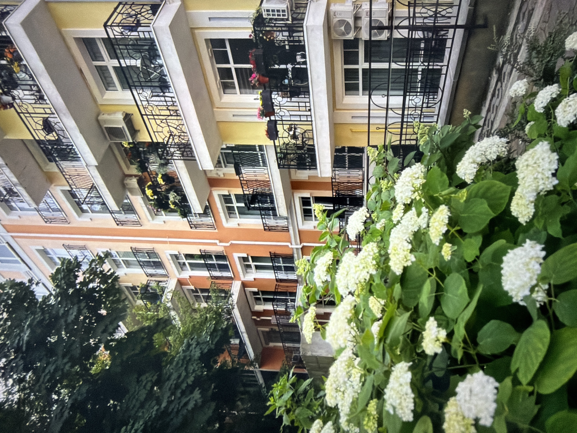 In Kyiv, Ukraine, a residential building displays a vibrant facade of alternating orange and yellow sections, punctuated by white balconies adorned with intricate black railings. Lush green trees frame the left side of the building, their leaves casting shadows. In the foreground, a dense cluster of white hydrangeas bursts with bloom, their spherical flower heads and broad green leaves dominating the lower portion of the frame. Each balcony features windows and doors, and some are decorated with potted plants and outdoor furniture, including chairs and tables. Air conditioning units are visible on some of the balconies, particularly on the yellow sections of the building. The balconies themselves are supported by white concrete structures, and black metal railings with decorative patterns secure each level. The overall scene captures a picturesque urban setting with a strong presence of nature.