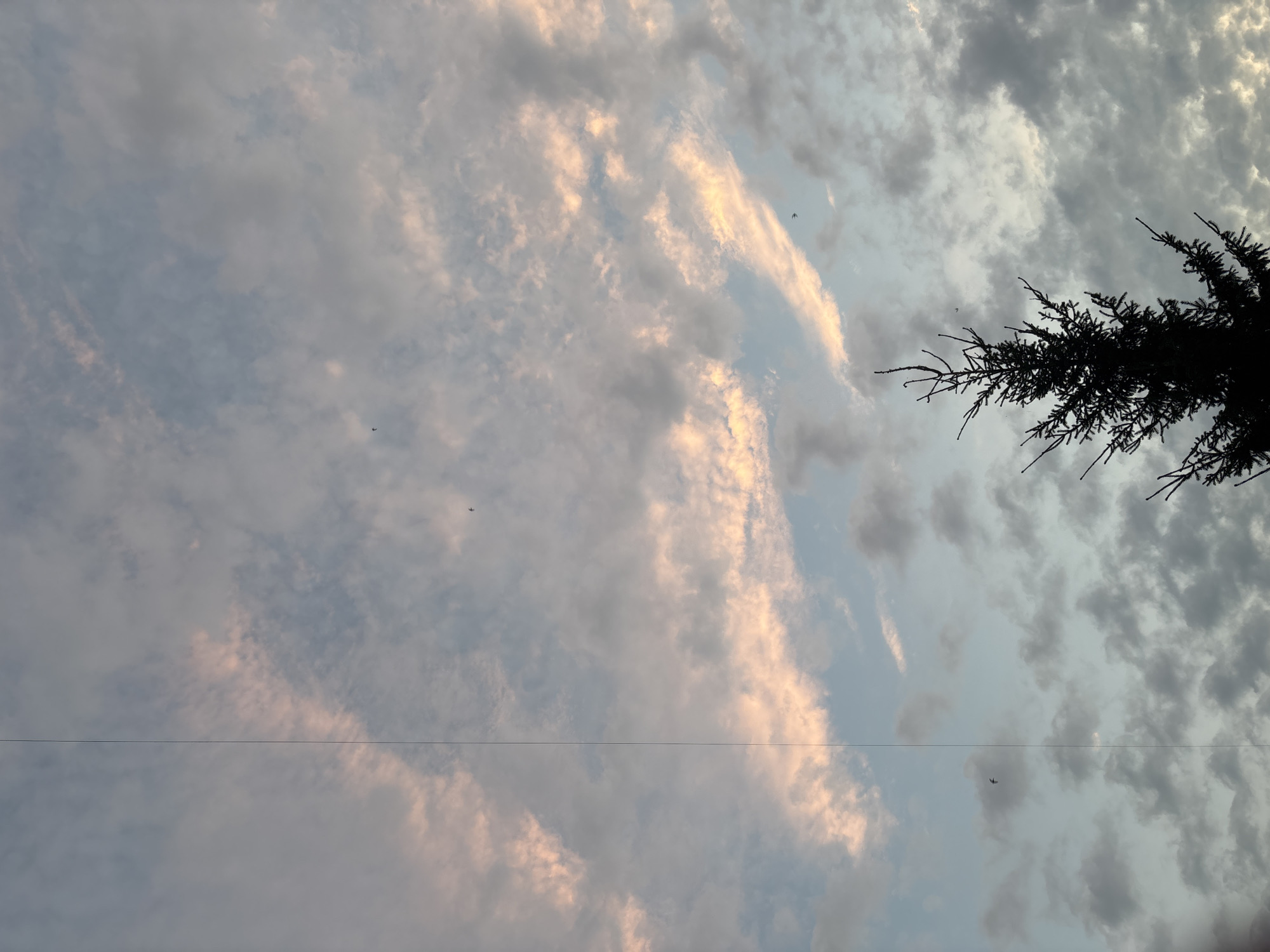 The image shows a silhouette of a coniferous tree against a sky filled with clouds. Some clouds are tinged with pink and orange, suggesting either sunrise or sunset. A faint vertical line runs down the left side of the image, possibly a scratch on the lens or a digital artifact. There are at least three small birds visible in flight against the sky. The scene appears to be an outdoor environment, possibly a park or a yard, given the presence of the tree. The specific location in Inskoy, Russia cannot be determined from the visual information provided in the image.