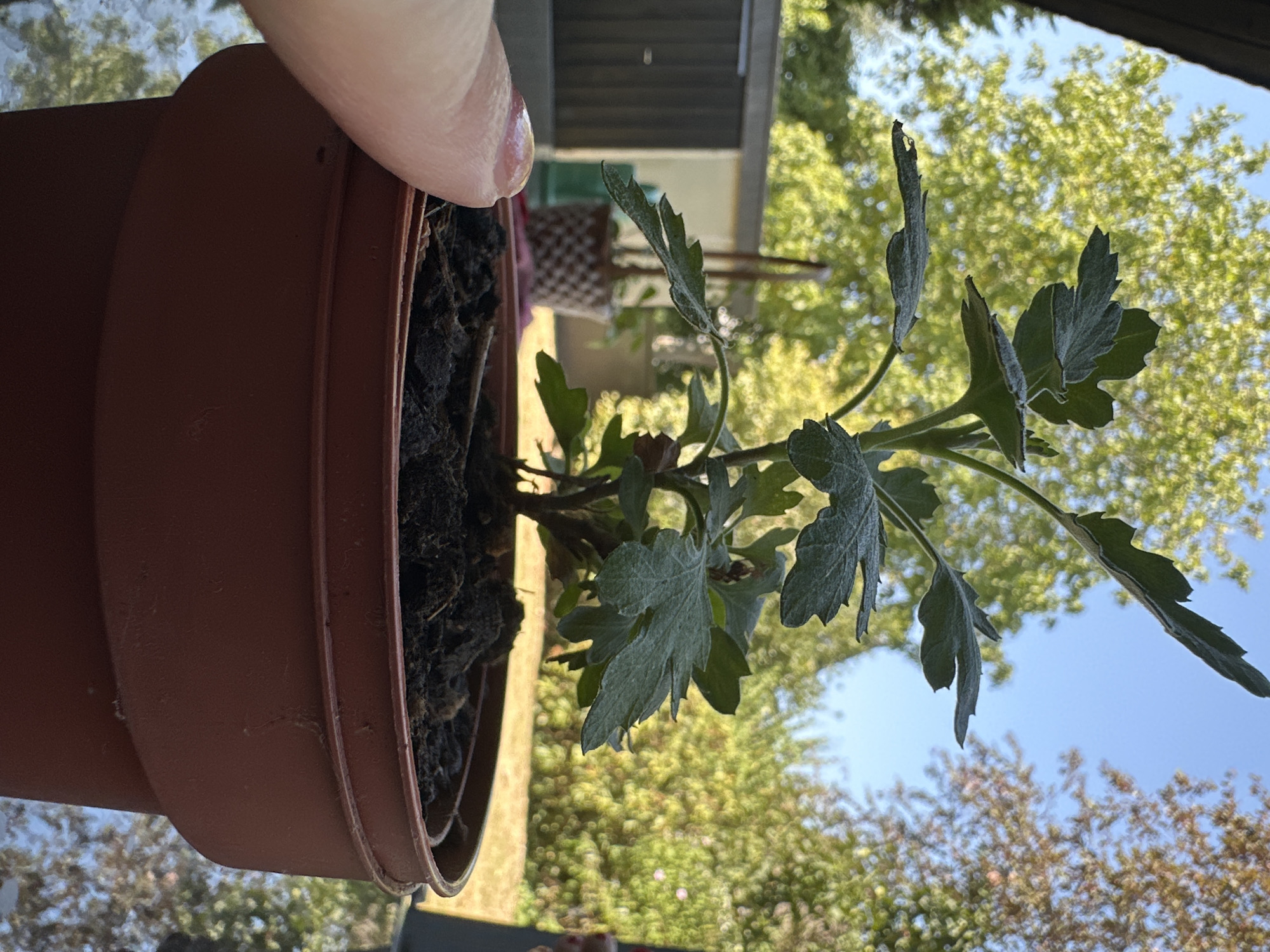 A close-up, eye-level shot captures a small plant in a brown plastic pot, set against a blurred outdoor background of trees and a blue sky. The plant, with its dark green, serrated leaves, appears healthy. A human thumb, cropped at the knuckle, is visible on the left side of the frame, gently touching the soil. The scene is likely a garden or balcony in Krefeld, Germany, given the bright sunlight and lush foliage.
