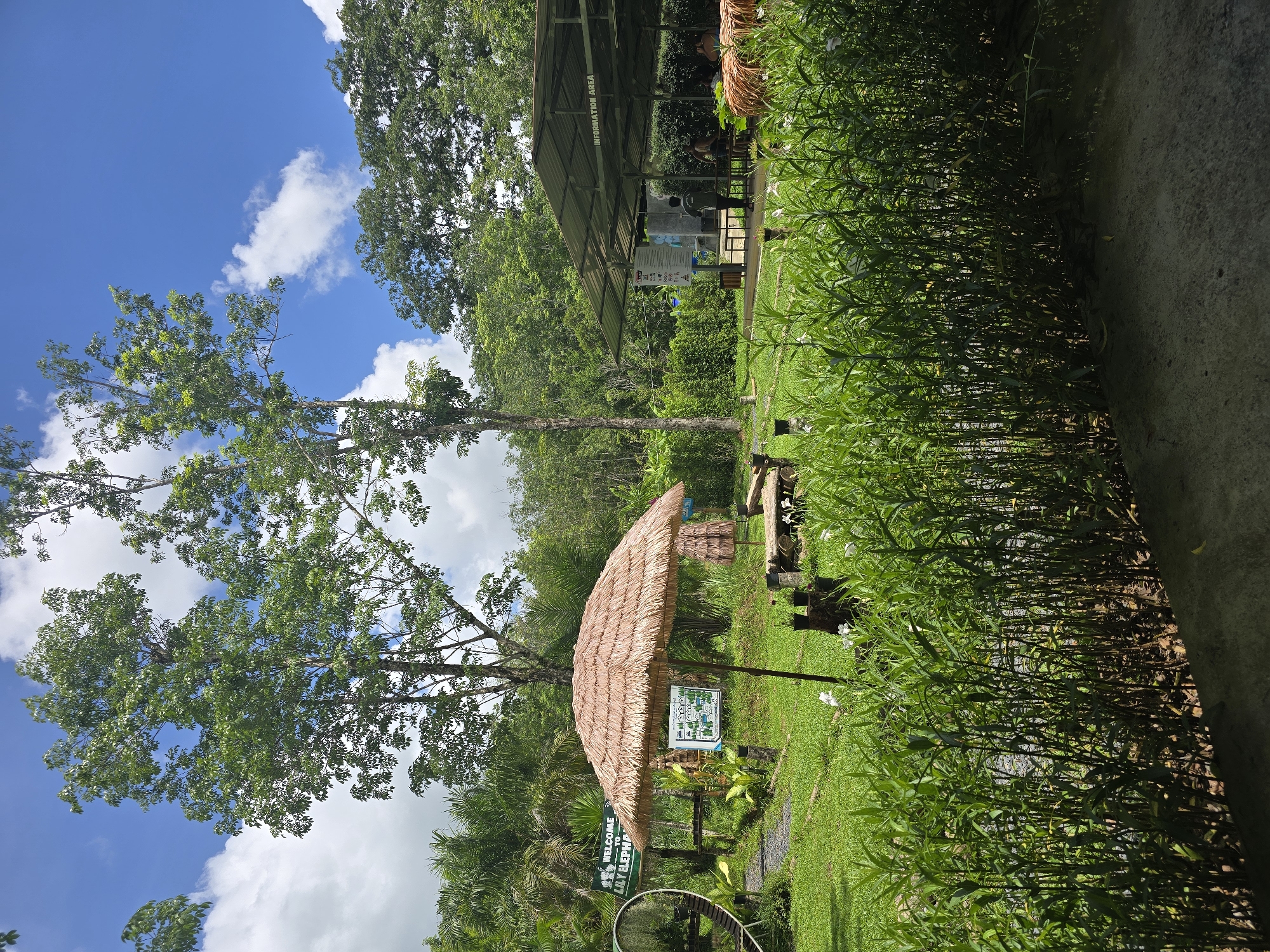 The image shows a park-like area with a thatched-roof shelter, likely a tourist attraction, located in the city of Unknown, Unknown. The shelter has a sign that says "Welcome to Lily Elephant", and another sign with a map. There is an information area under a larger roof in the background. Tall green grass or reeds line the right side of the frame. Trees and a blue sky with clouds are visible above.