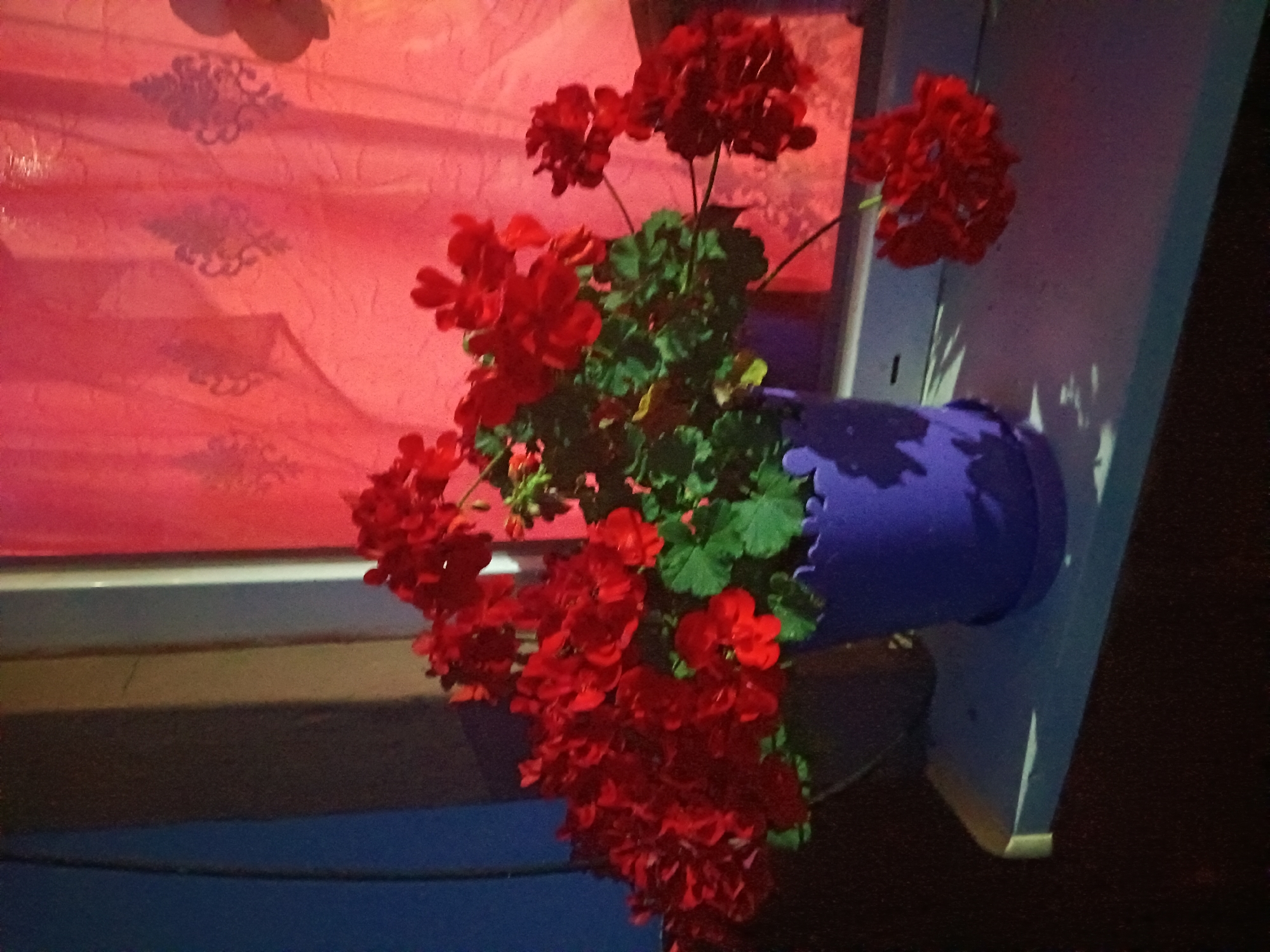 A purple decorative flower pot filled with red geraniums sits on a white windowsill. The pot is to the right of a dark object that appears to be another flower pot or planter. The background consists of a sheer red curtain with a patterned design. The scene is dimly lit, casting shadows on the windowsill and the curtain. The location is identified as Litynia, Ukraine.