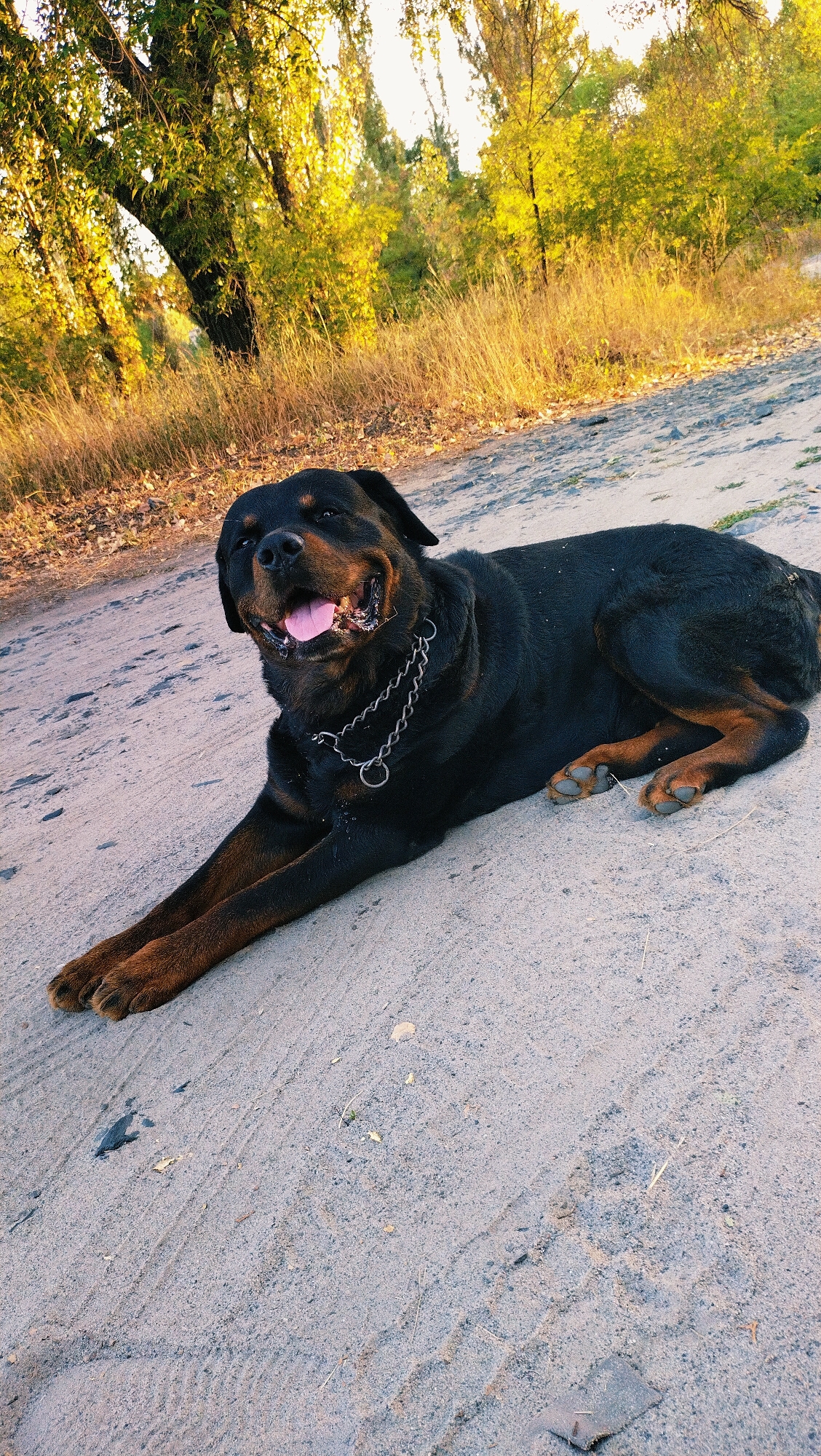 A Rottweiler dog is lying on a sandy path in Horishni Plavni, Ukraine. The dog is black with tan markings and is wearing a metal chain collar. It is panting with its tongue out. Behind the dog, there are dry grasses and trees with yellowing leaves, indicating it is autumn. The sun is setting or rising, casting a warm glow on the scene. The path appears to be a rural or park area.