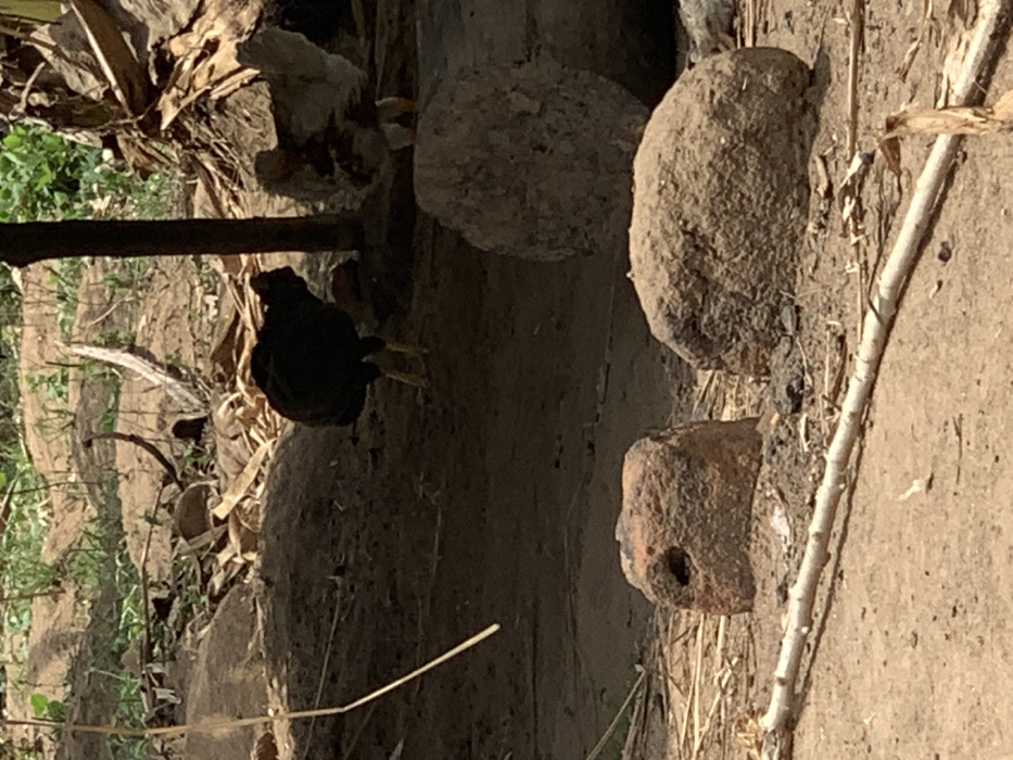 The image shows a chicken standing in a dirt area in Egbeda, Nigeria. It is a dirt area with a single chicken, a large tree trunk, and some large rocks. The chicken is black, with a white patch on its neck. The area has been disturbed by humans as evidenced by the large rock, and the chicken is likely a domestic bird. The environment is dry and dusty with no foliage except for a few green plants growing in the background. The tree trunk is dry and dead, and the rocks are large and irregular in shape. There is a long, thin, dry stick lying across the ground. The coordinates provided in the prompt locate the area in an unpopulated zone with no surrounding structures, buildings, or paths visible.