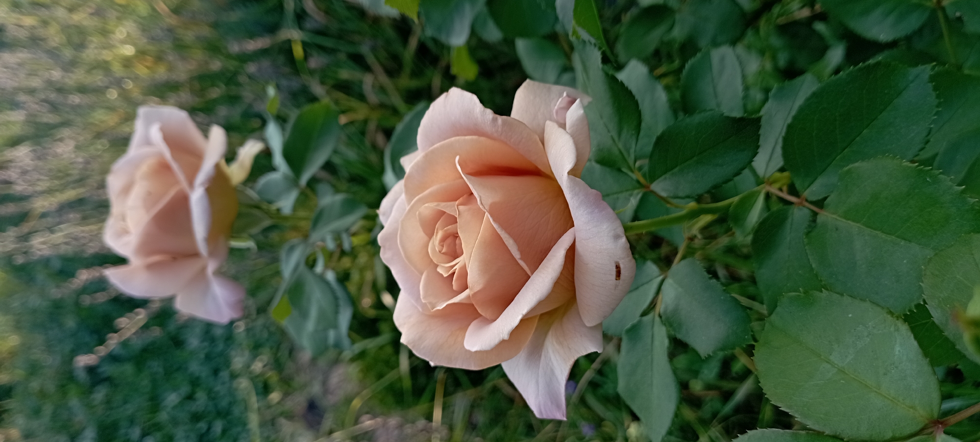 A close-up, vertical, eye-level shot captures a blooming peach-colored rose in the foreground, with another slightly out-of-focus rose visible behind it. The rose petals are a delicate peachy-pink, with hints of a lighter shade at the edges. A small, brown insect is present on one of the lower petals. The rose is surrounded by lush, green foliage, with some blades of grass and blurred elements of a garden in the background. The lighting suggests it is either early morning or late afternoon, with soft sunlight illuminating the scene. The image appears to be taken in a garden located in Radisne, Ukraine.