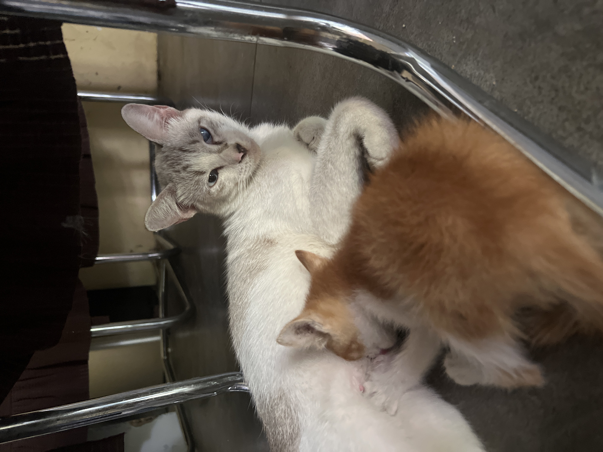 In Klapanunggal, Indonesia, two cats are the focus of this image. A light-colored mother cat with gray markings and heterochromia (one blue eye, one brown eye) is lying down. A ginger kitten is nursing from her. They are positioned on a dark gray floor, beneath a dark brown fabric surface, possibly the underside of a piece of furniture. The scene is partially framed by the curved, reflective metal legs of a chair. The lighting suggests an indoor setting, possibly a home.
