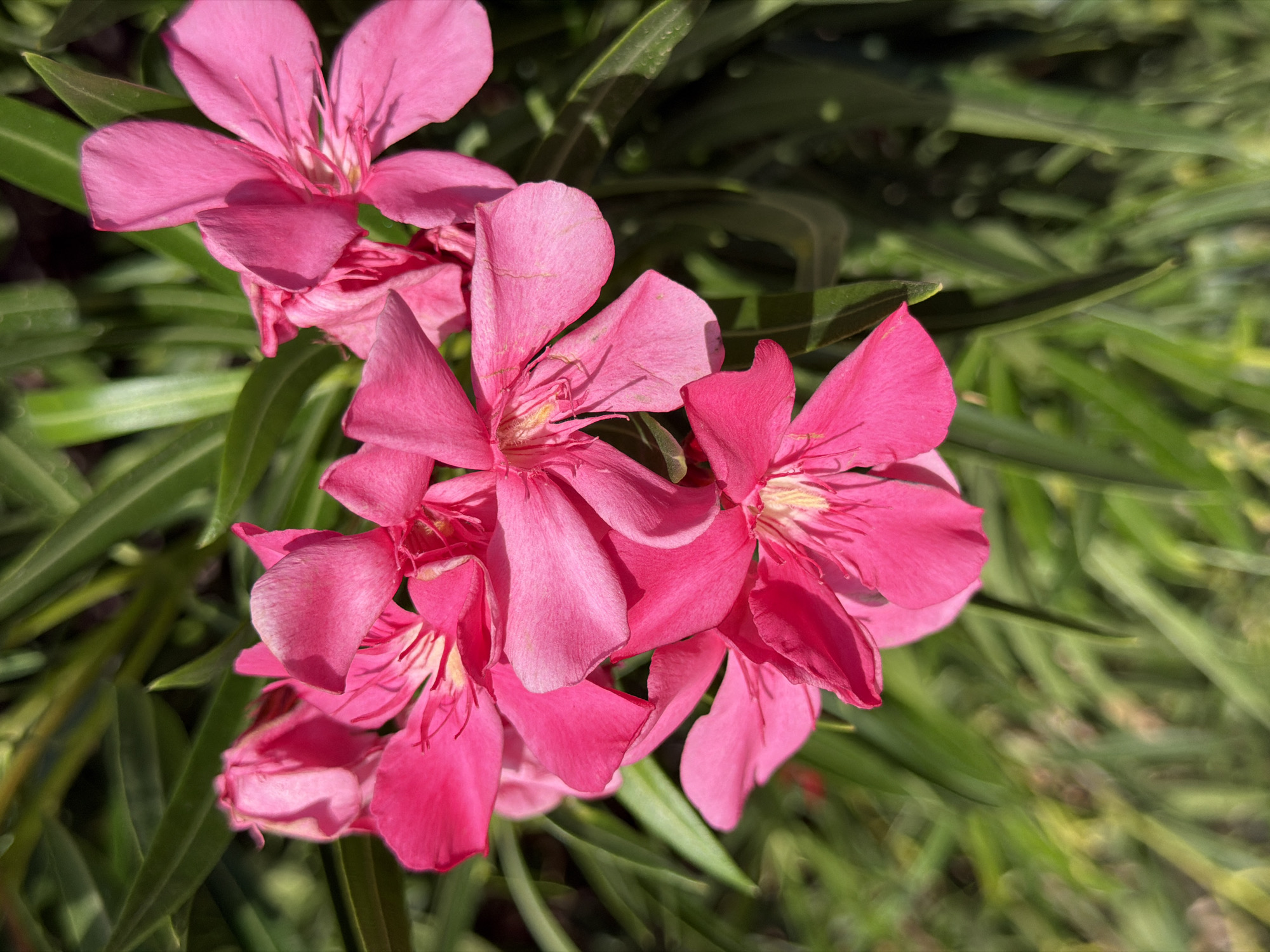A close-up, vertical, eye-level shot shows a cluster of vibrant pink oleander flowers. The flowers are in focus, with delicate petals and stamens visible. They are set against a blurred background of dark green, elongated leaves and hints of bright green foliage, suggesting a garden or natural setting. The lighting is bright, creating highlights on the petals and casting subtle shadows. The image appears to be taken outdoors, possibly in Calvià, Spain, where oleander is a common sight in gardens and public spaces due to the Mediterranean climate. There are no people or animals present. The scene is serene and natural.