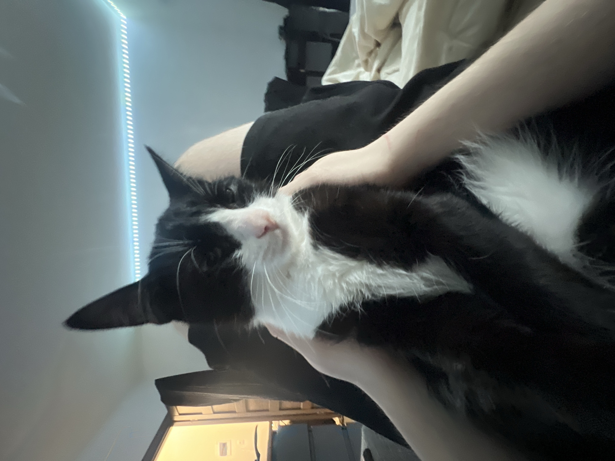 A black and white tuxedo cat, featuring predominantly black fur with a white chest, lower face, and paws, is positioned centrally in the frame. The cat's ears are erect, and its eyes appear partially closed. Its pink nose and white whiskers are prominent. The cat is being held or cradled by a person, whose bare forearms and hands are visible on either side of the animal. Faint linear red marks, consistent with scratches, are visible on the person's left forearm. The person's legs, covered in dark fabric, are partially visible beneath the cat. The scene is indoors, dimly lit, within the city of Unknown, Unknown. A cool blue LED strip light runs along the ceiling in the background. To the left, an open doorway reveals a warm-toned interior with wooden furniture and a light-colored wall. To the right, a rumpled light-colored comforter or blanket is visible on a surface resembling a bed, with indistinct dark objects in the far background.