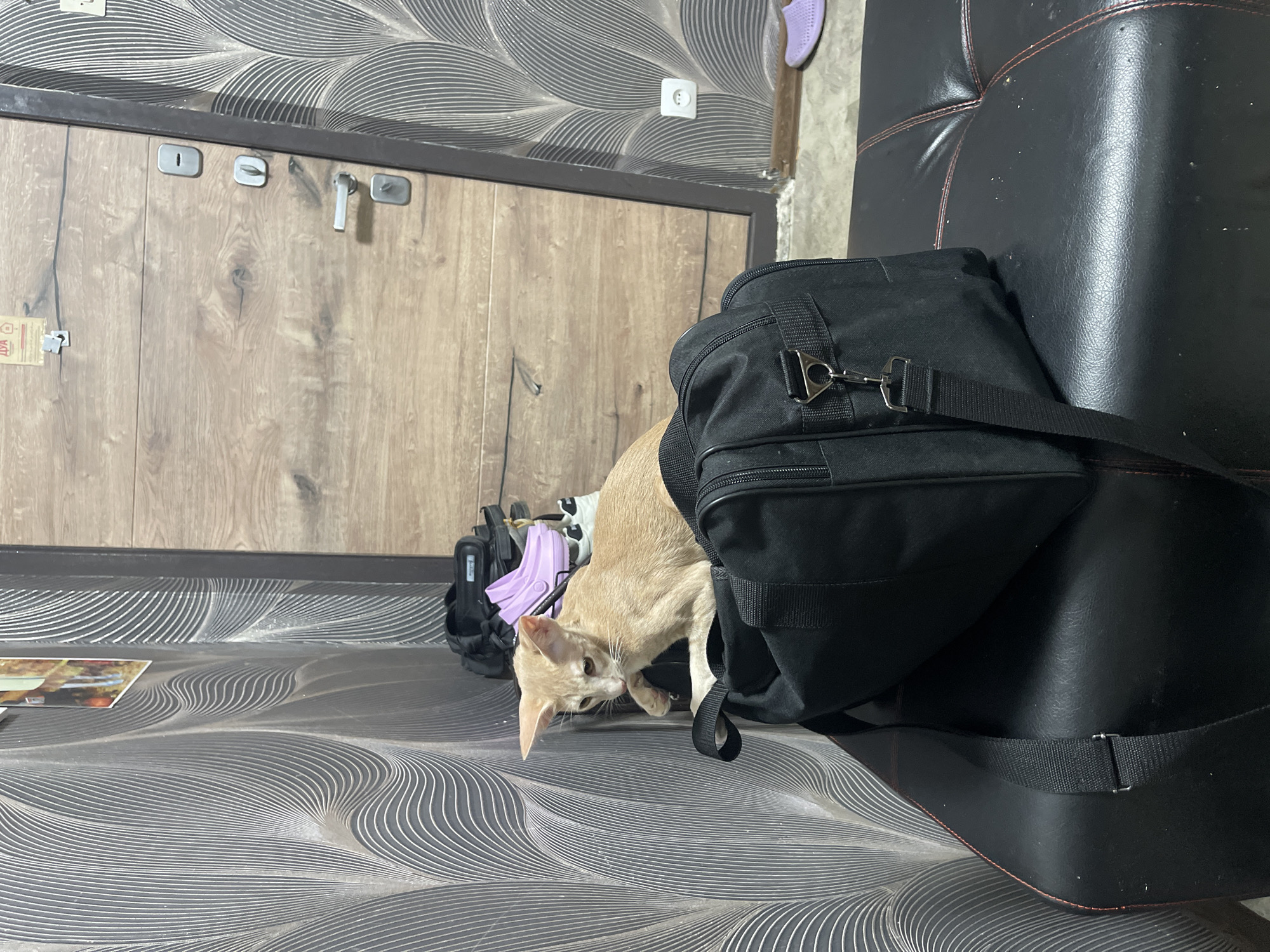 An orange kitten sits on top of a black duffel bag positioned on a black faux leather bench. The bench is located in front of a wooden door with silver hardware, including a handle and two locks. To the left of the door is a wall with a textured, wavy pattern. To the right of the door, a portion of a patterned wall is visible. A light-colored electrical outlet is mounted on this wall. A pair of purple slides is on the floor to the right. In the background, a stack of bags and shoes can be seen on a surface below the patterned wall. The image appears to be taken indoors, likely in a residential setting.