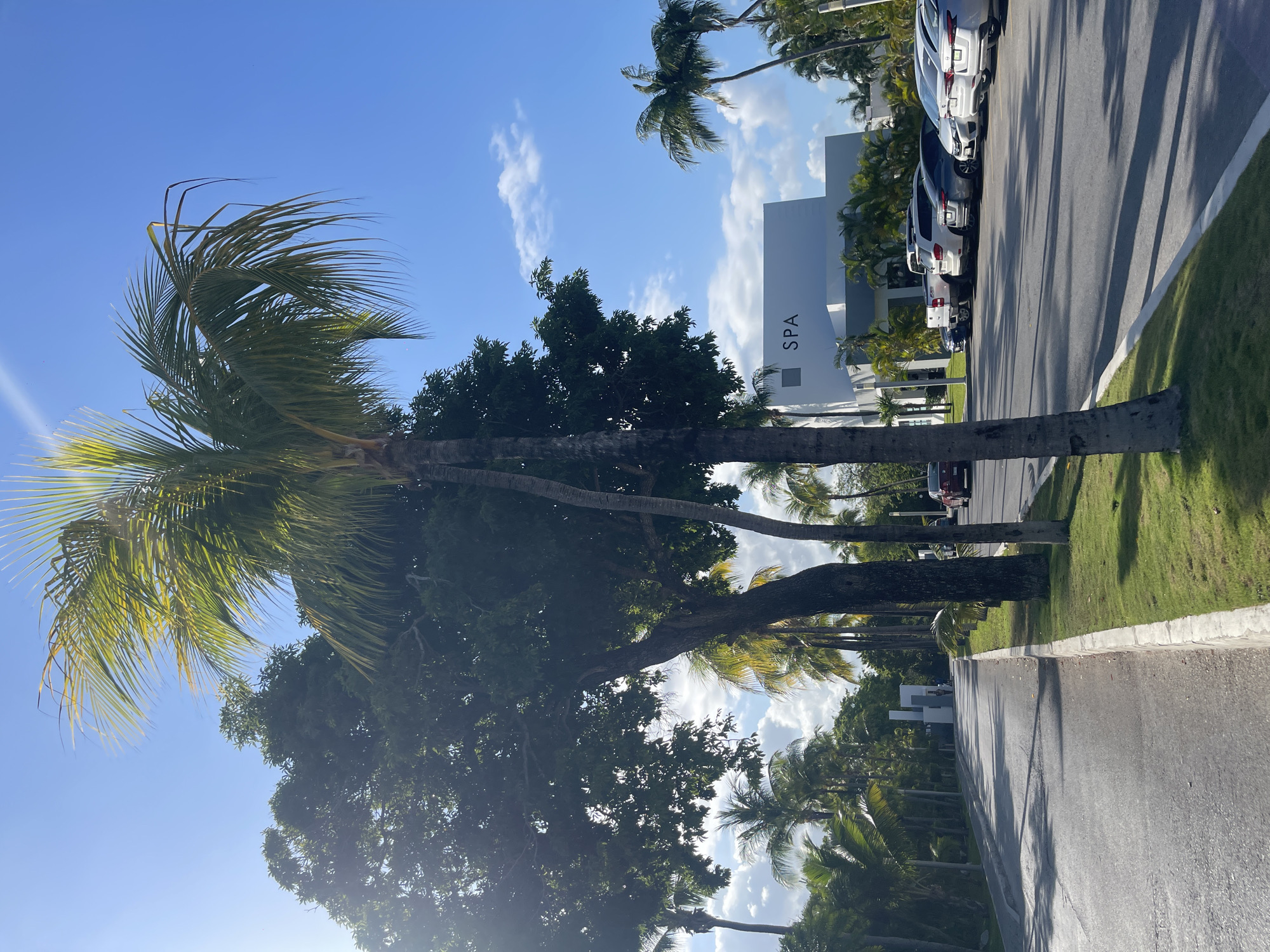 The image depicts a street scene in Playa del Carmen, Mexico, characterized by tropical foliage and architecture. A row of palm trees lines the left side of the paved road, interspersed with other trees featuring broad, dark green canopies. A modern, white building with "SPA" printed vertically on its facade is visible in the background. Several cars are parked along the right side of the road, adjacent to a grassy area. The sky is a bright blue with scattered white clouds. The image is rotated to a slight angle. No people are visible in the photograph.