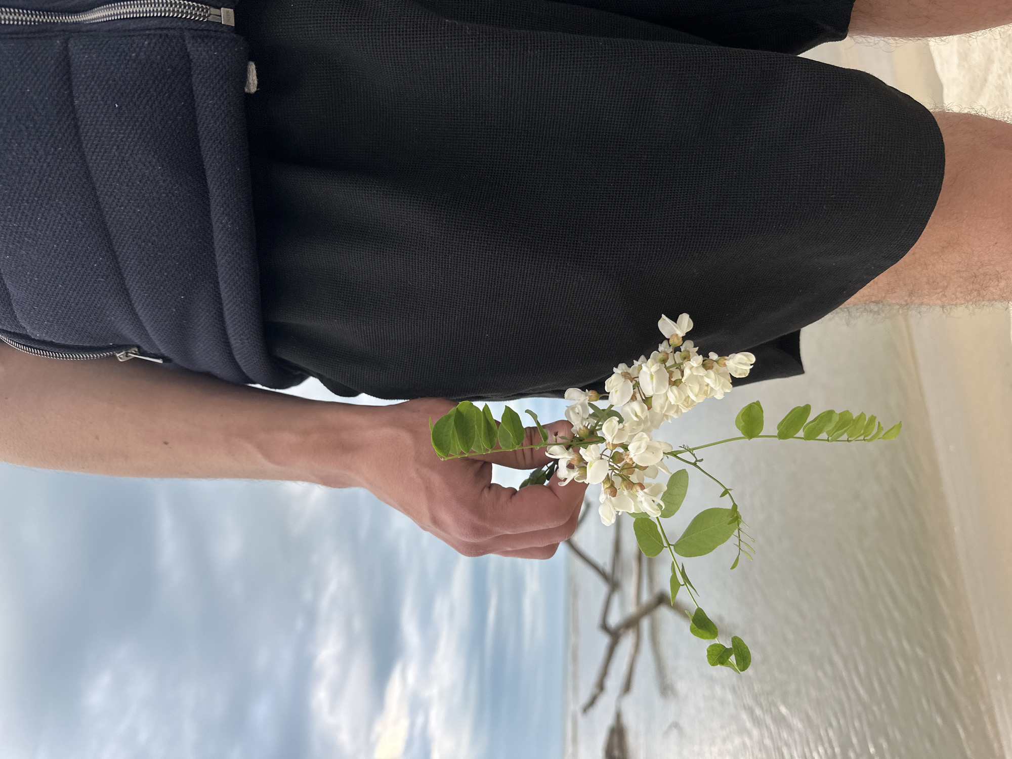 A person stands on a sandy beach in Bliznatsi, Bulgaria, holding a sprig of white acacia flowers in their left hand. The person wears dark shorts and a dark vest. The beach transitions into a pale body of water, with a cloudy sky in the background. Driftwood lies on the beach.