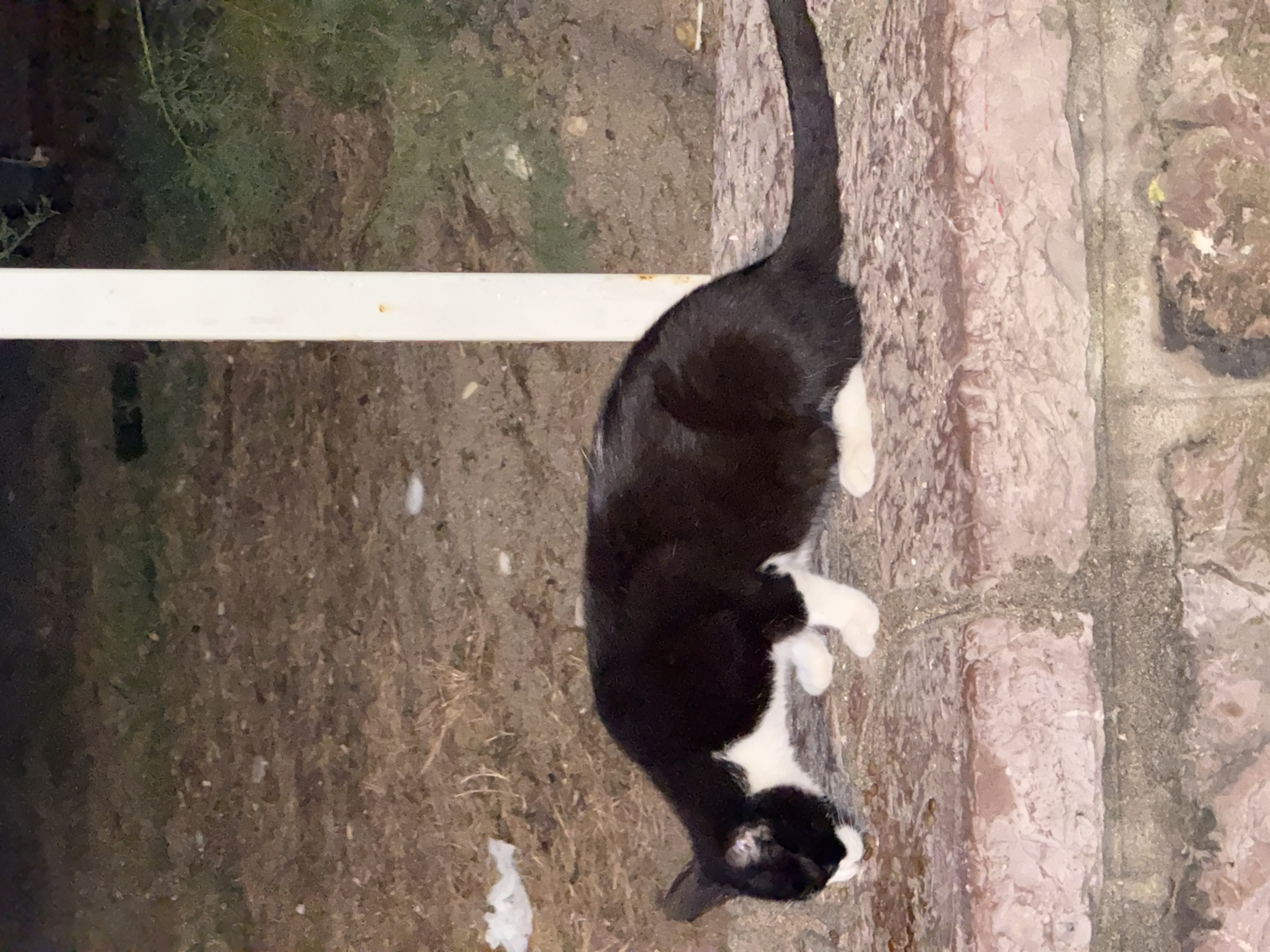 A black and white cat is seen crouched on a stone wall, sniffing at something on the ground. The cat has white paws and chest. Behind the cat, the ground is covered in dry leaves and dirt, with some sparse green vegetation visible. A white pole stands to the right of the cat. The scene appears to be outdoors, possibly in a garden or a less-maintained area of the city of Budva, Montenegro. The lighting suggests it is either dusk or nighttime. There are no people visible in the image.