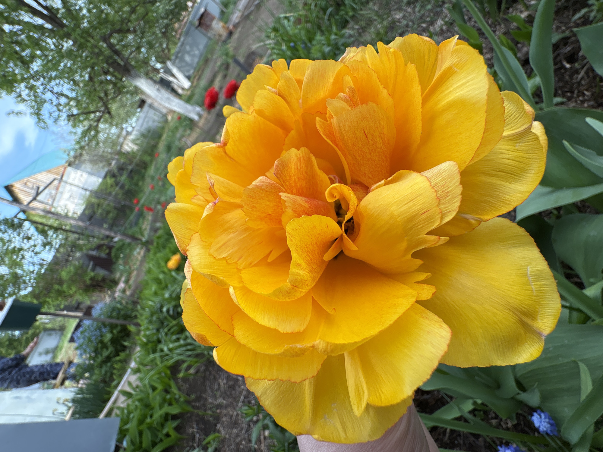 A close-up, angled shot focuses on a large, yellow flower with many layers of petals. The flower is held in someone's hand, visible at the bottom right of the frame. The background is slightly blurred but appears to be a garden or outdoor setting, with foliage, other flowers (some red), and glimpses of structures possibly including a shed or greenhouse. A tree is seen in the top left of the image. The location is Dubovaya, Russia.