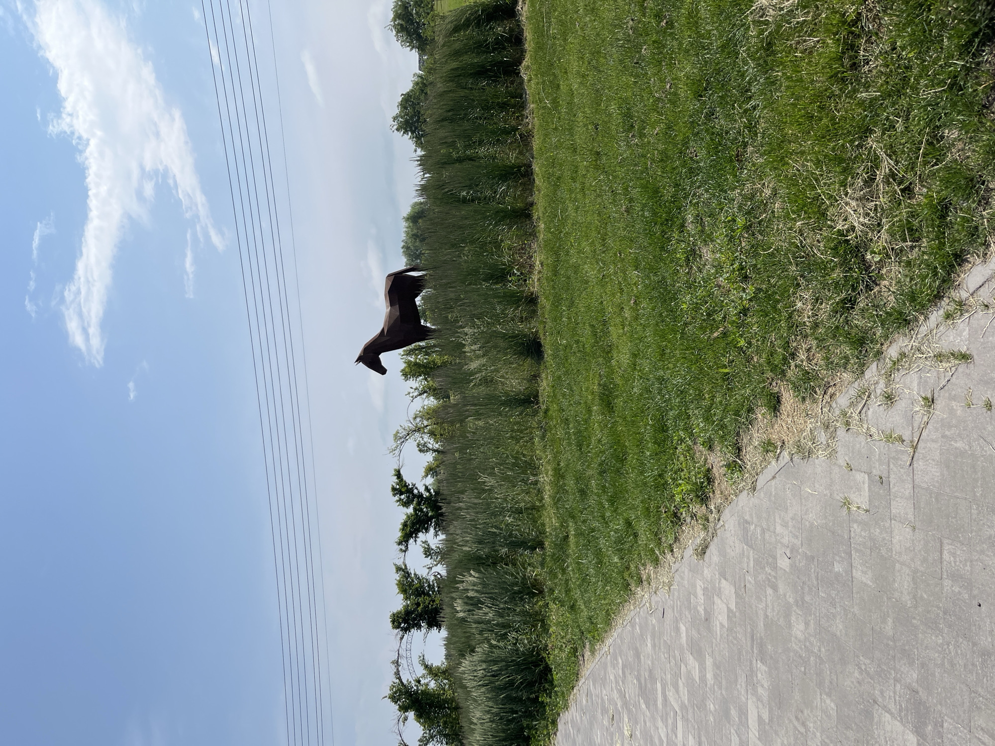 In Kopyliv, Ukraine, a tall, dark brown, geometric metal sculpture of a horse stands in a field under a blue sky with scattered white clouds. The sculpture is positioned behind a dense growth of tall, green grass and wheat-like stalks. In the foreground, a gray, paved pathway curves to the left, bordered by a strip of green grass. In the background, a line of trees and a decorative arched fence are visible, with power lines stretching across the upper portion of the frame.