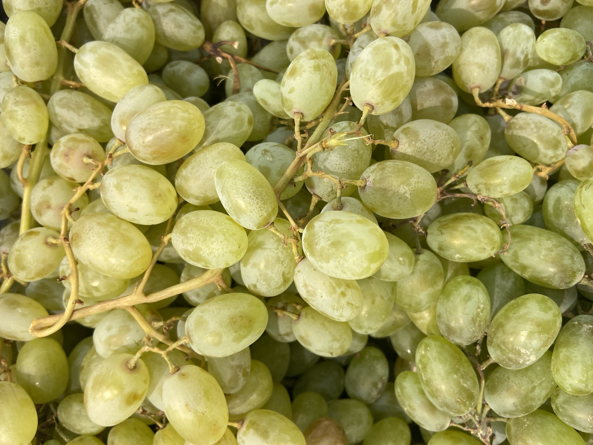 A close-up, overhead shot displays a large cluster of ripe, green grapes. The grapes are oval-shaped and vary slightly in size and hue, with some appearing a lighter yellow-green and others a deeper green. They are attached to thin, brown stems and branches, forming a dense, textured mass. The lighting suggests they might be in a store or market setting. There are no people or discernible actions in the image. The specific location within the city of Balashikha, Russia, cannot be determined from the visual information provided.