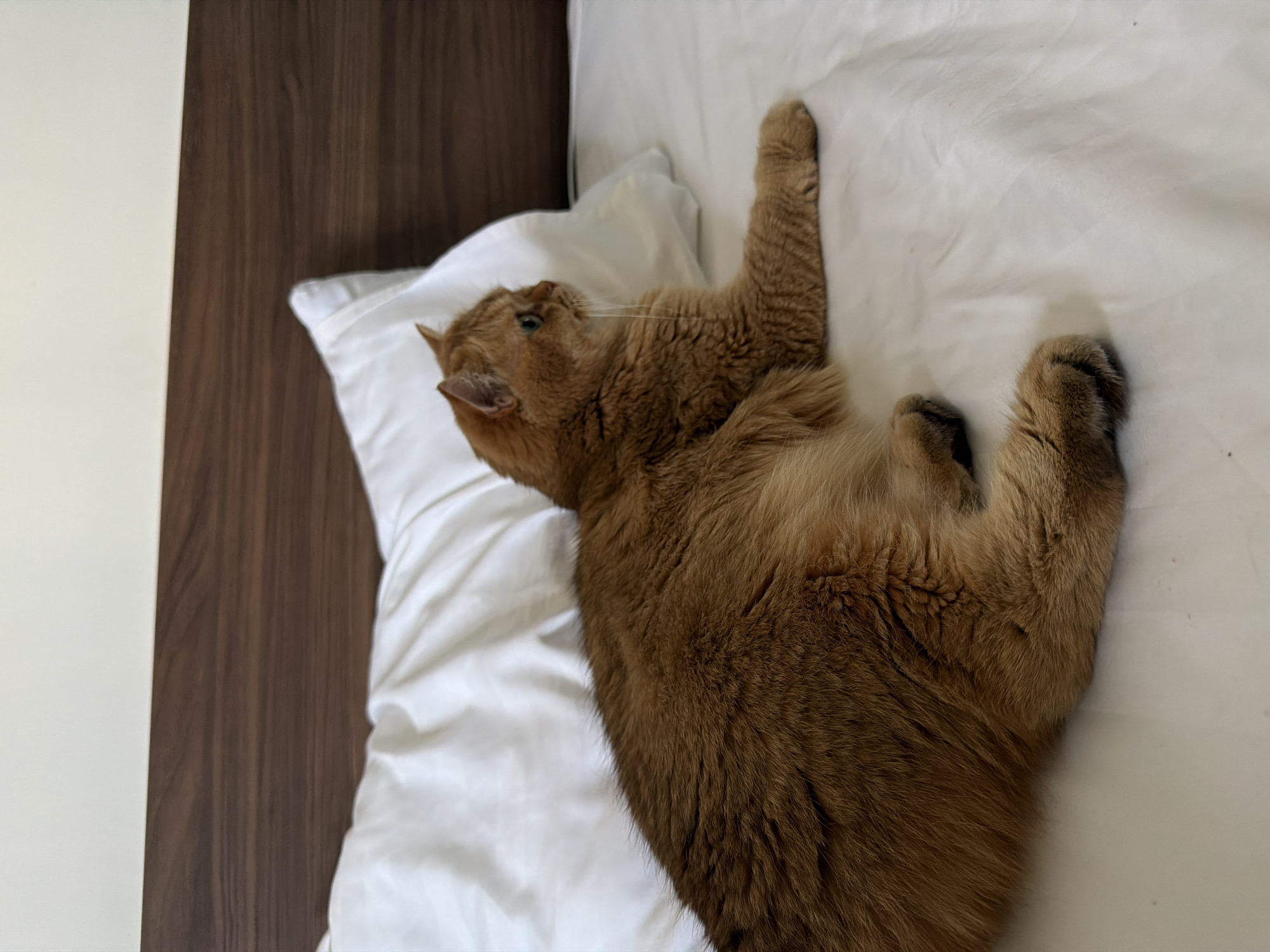An orange cat lies on a white bed next to a white pillow. The cat is facing to the right of the image, with its head turned slightly to look away. The background consists of a wooden headboard. The scene is indoors. There is no indication of the city of Đà Nẵng, Vietnam.