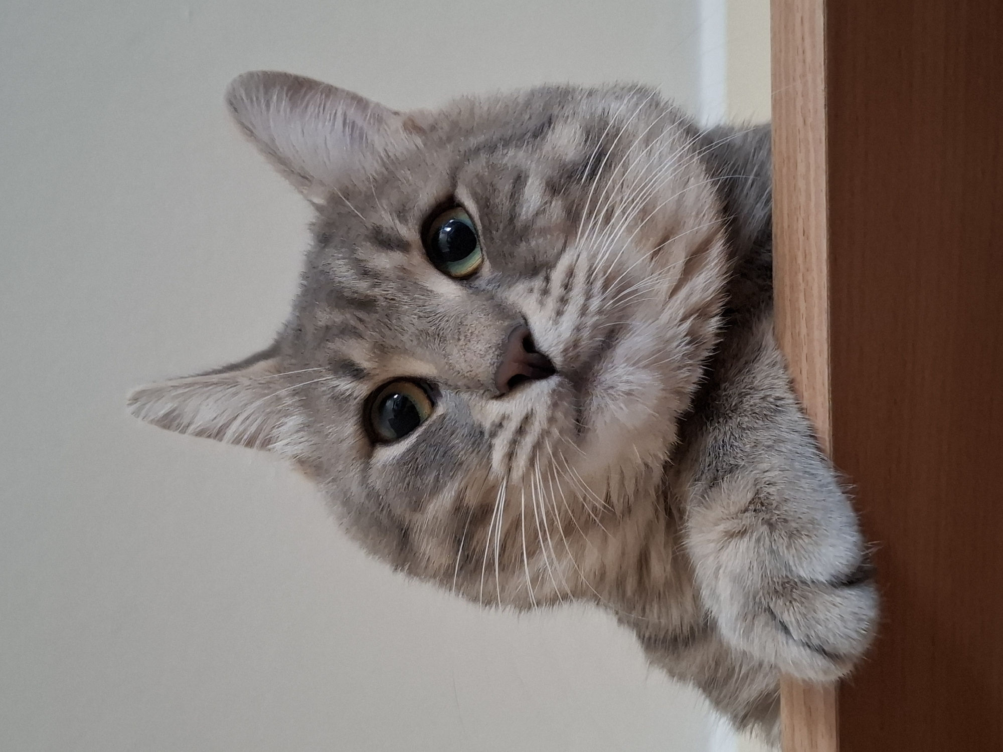 A medium-close-up shot shows a grey tabby cat peering over a wooden structure. The cat's face is tilted downward and to the left, with its ears perked up. Its eyes are green and focused on something below. The cat's right paw rests on the wooden structure. The background consists of a plain white wall and the brown wooden structure. The image does not contain any information about the location in the city of Novi Sad, Serbia.