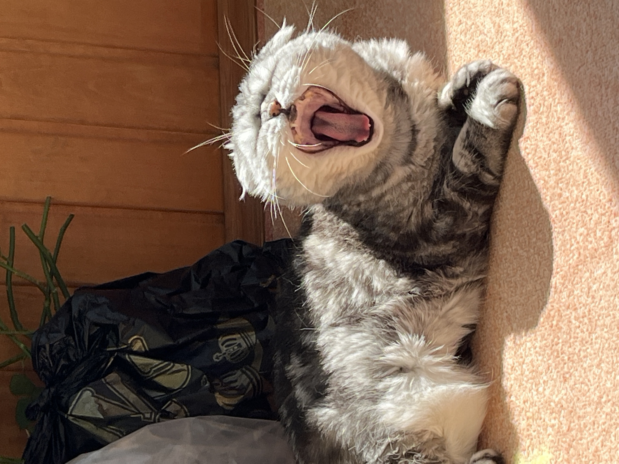 A medium shot depicts a gray and white tabby cat, lying on its back in a sunlit room. The cat is yawning widely, its pink tongue and teeth visible. One paw is raised in the air, and its fur appears fluffy. The cat rests on what appears to be a pink or beige carpet. To the left of the cat is a crumpled black plastic bag with gold-colored designs, sitting on top of a light-colored cloth. Behind the bag, a wooden wall or paneling is visible. The location of this image has been provided, with this being Chaikovsky, Russia.