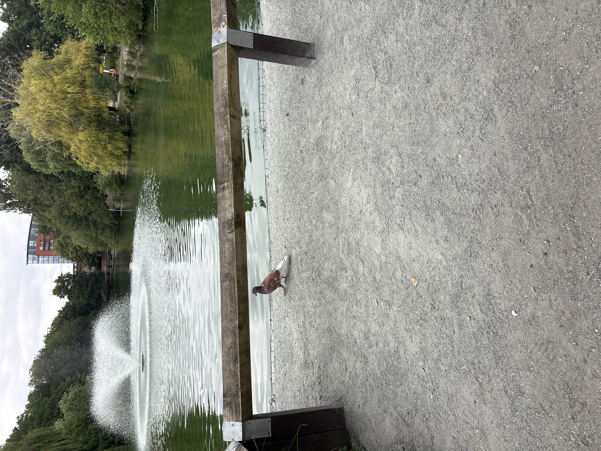 A lone pigeon with mottled brown and white plumage stands on a gravel path next to a calm body of water. A wooden railing separates the path from the water, and a fountain sprays water in the distance. Trees line the far bank of the water, with a modern red brick building visible in the background. The sky is overcast. The image appears to be taken in a park setting in Chelmsford, United Kingdom.