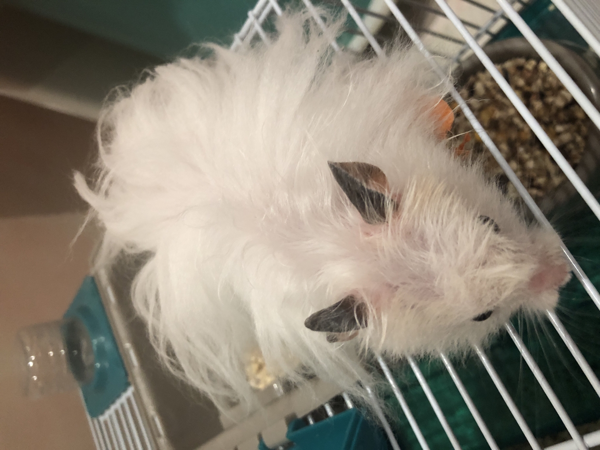 A white, fluffy hamster with black-tipped ears is lying on a white wire cage floor. The hamster is facing downwards, with its head partially obscured by its fur. Its paws are visible, and one paw appears to have orange markings. In the background, there is a water bottle attached to a blue platform, a green plastic hide, and a bowl of hamster food. The environment appears to be indoors, possibly a home or pet store. There is no indication of a specific location in Solikamsk, Russia.