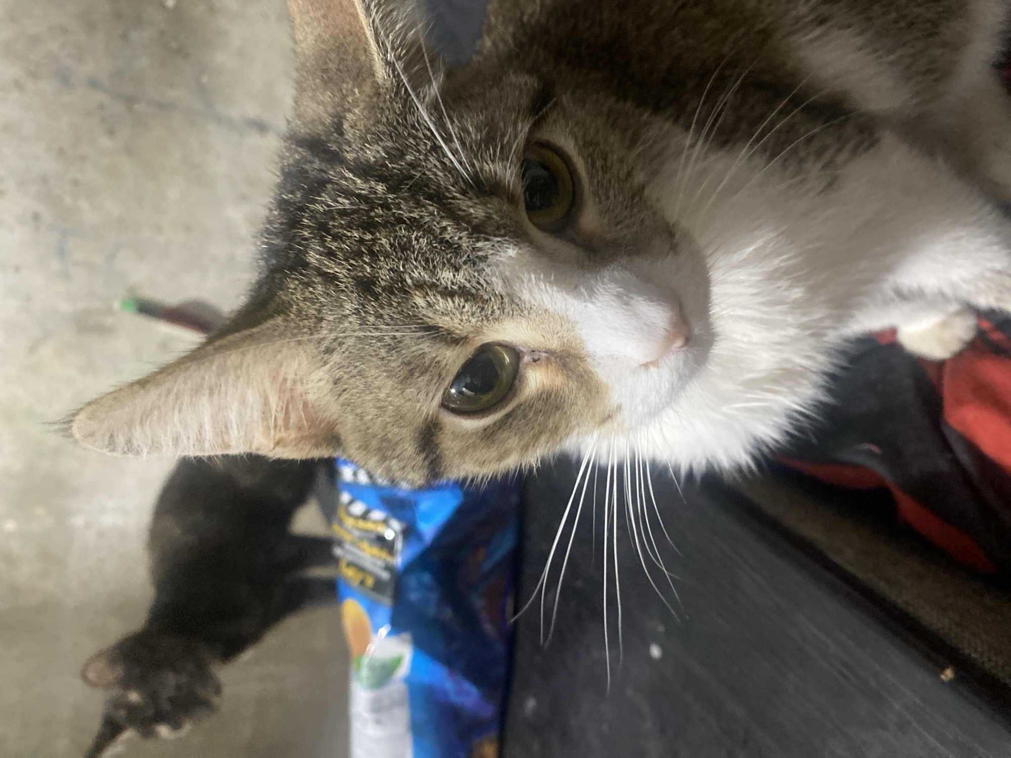 The image depicts two cats in an indoor setting. A tabby and white cat is in the foreground, facing the camera with its head and upper body visible. Its eyes are open and looking forward. To the left and behind this cat, a dark-colored cat is visible, appearing to be in motion. A blue bag with some text is positioned between the two cats. The background consists of a textured wall. There is no indication of the city of Samara, Russia, or any specific geographical features. The scene appears to be a candid shot of domestic animals.