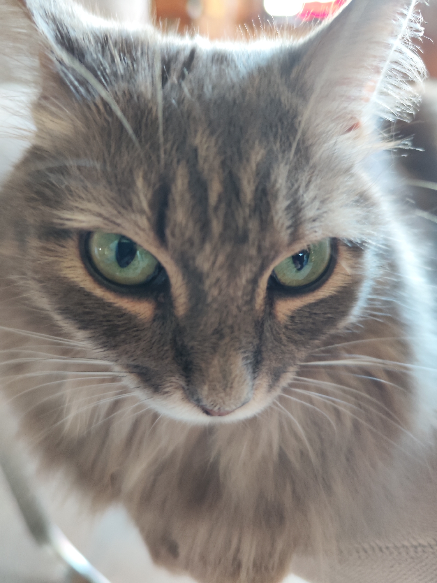 A close-up photograph depicts the face of a grey tabby cat with green eyes. The cat's fur is long and fluffy around its face. The background is out of focus. There is no information to indicate the location is Chaikovsky, Russia.