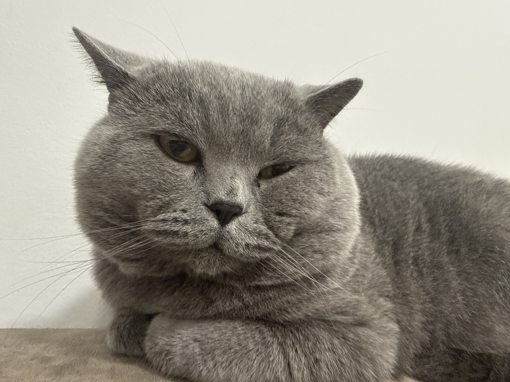 A gray British Shorthair cat is lying down, facing the viewer. The cat has a rounded face, small ears, and amber eyes. The cat is indoors, likely in a home. The background is a plain, light-colored wall. The cat's paws are tucked under its chest. The image does not depict or suggest any location in Varna, Bulgaria.