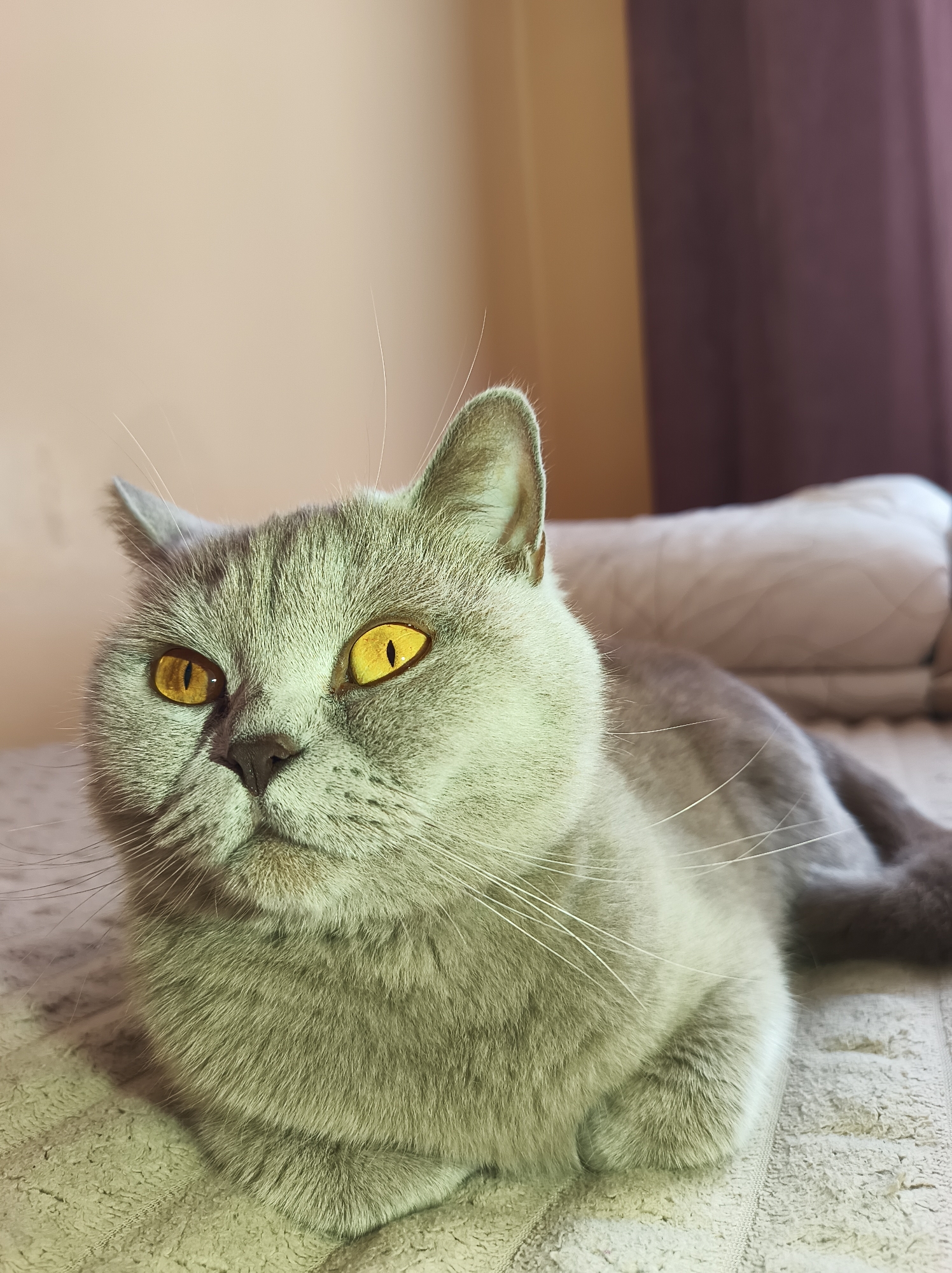 A grey British Shorthair cat with bright yellow eyes is lying on a textured beige surface, possibly a bed or sofa. The cat is positioned in the center of the frame, facing slightly to the left. Its fur is short and dense, and its body is relaxed. The background consists of a plain, light-colored wall and a darker curtain to the right. The lighting appears to be natural, coming from the left, creating soft shadows. There are no people present in the image. The scene is indoors and appears to be a domestic setting. There is no information in the image to suggest it is located in Ternopil, Ukraine.