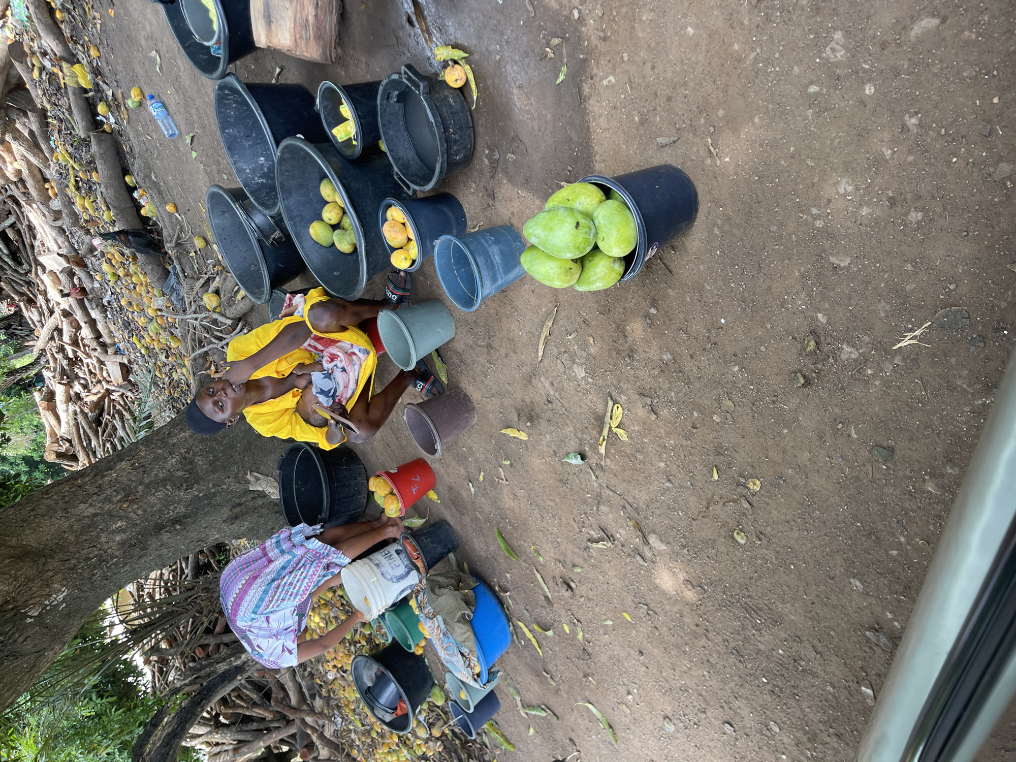 This image depicts an outdoor scene in Akwanga, Nigeria, featuring two women and numerous buckets of mangoes. The ground is unpaved dirt, and a large tree trunk dominates the left side of the frame, with piles of cut branches and logs extending behind it.
In the center-left, a woman wearing a bright yellow top is lying down or leaning back, cradling a baby or small child. She appears relaxed. To the right, another woman in a patterned dress (white, blue, and purple) is seated on the ground, facing away from the camera, seemingly engaged in sorting or handling the mangoes.
Scattered across the dirt ground are numerous plastic buckets of various colors—black, grey, red, white, and blue. Many of these buckets are filled with mangoes, both green and ripe yellow/orange varieties, indicating a harvest or collection activity. A clear plastic water bottle, with the word "Eva" partially visible, lies on the ground. Among the logs on the left, a chicken can be seen.
The scene is brightly lit, suggesting it is daytime. Visible text includes "7+" on a red bucket and "FIVE" (or "FINE") on a white bucket. The overall impression is a bustling outdoor setting, likely during mango season, with individuals involved in fruit collection or preparation.