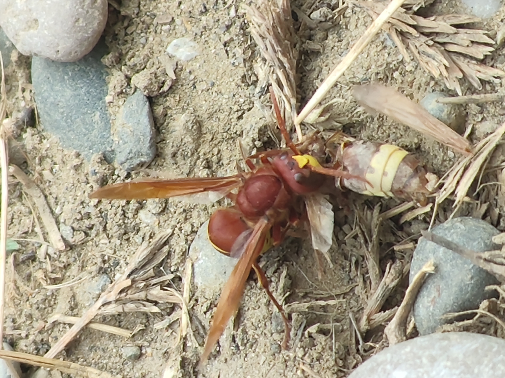 An extreme close-up, eye-level shot captures a large, reddish-brown insect with translucent wings, identified as a hornet, lying on a gritty, dry, dirt-covered ground surface. The hornet is positioned centrally, with its head facing towards the right of the frame. Its body is segmented, with a darker thorax and a lighter, banded abdomen. One of its legs is extended forward, while others are tucked beneath its body. Scattered around the hornet are dry, straw-like plant debris, small pebbles of various gray and beige tones, and larger, smooth, light-colored stones. The lighting appears to be natural daylight, casting subtle shadows and highlighting the textures of the ground and the insect's exoskeleton. There are no visible signs of human presence or any urban elements within the frame, suggesting an outdoor, natural, or semi-natural environment. The image is tightly cropped, focusing solely on the hornet and its immediate surroundings.