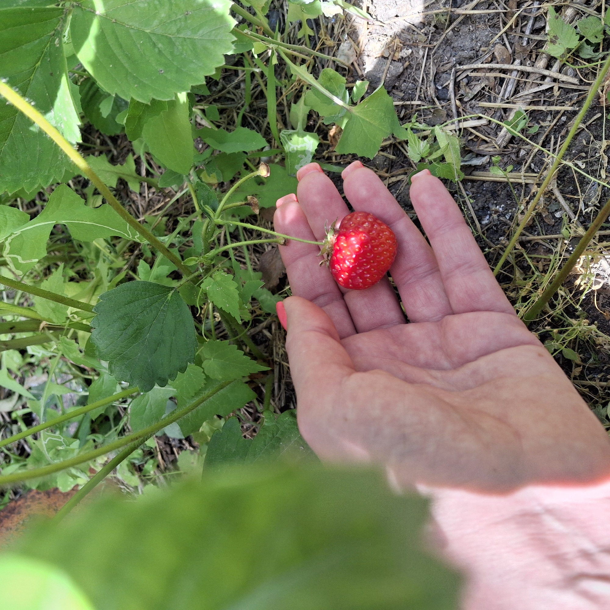In an outdoor, ground-level shot, a human hand with bright pink fingernail polish is gently cradling a single, ripe strawberry. The strawberry is a vibrant red with visible seeds and is attached to its stem. The hand is open, with the palm facing upwards, and the fingers are slightly curled around the fruit. The background consists of green strawberry leaves and stems, with dry grass and soil on the ground. The lighting suggests a sunny day.
