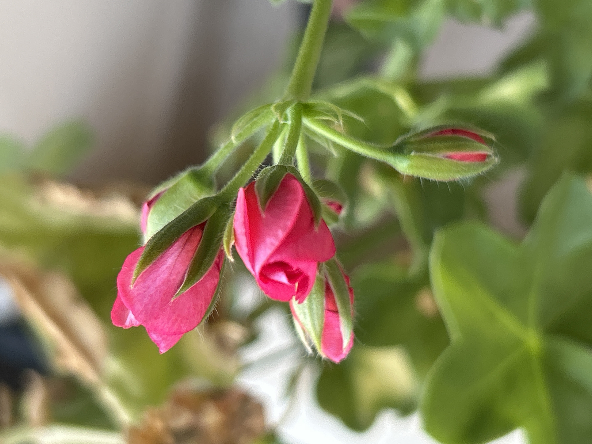 This image is a close-up, macro photograph of several pink geranium buds with green sepals. The buds are clustered together on a green stem, with some showing hints of pink petals emerging. The background is blurred, showing green foliage and a light-colored surface, possibly a wall or railing. There are no people or any discernible urban features in the image, making it impossible to determine a location in Plovdiv, Bulgaria. The focus is entirely on the botanical subject.