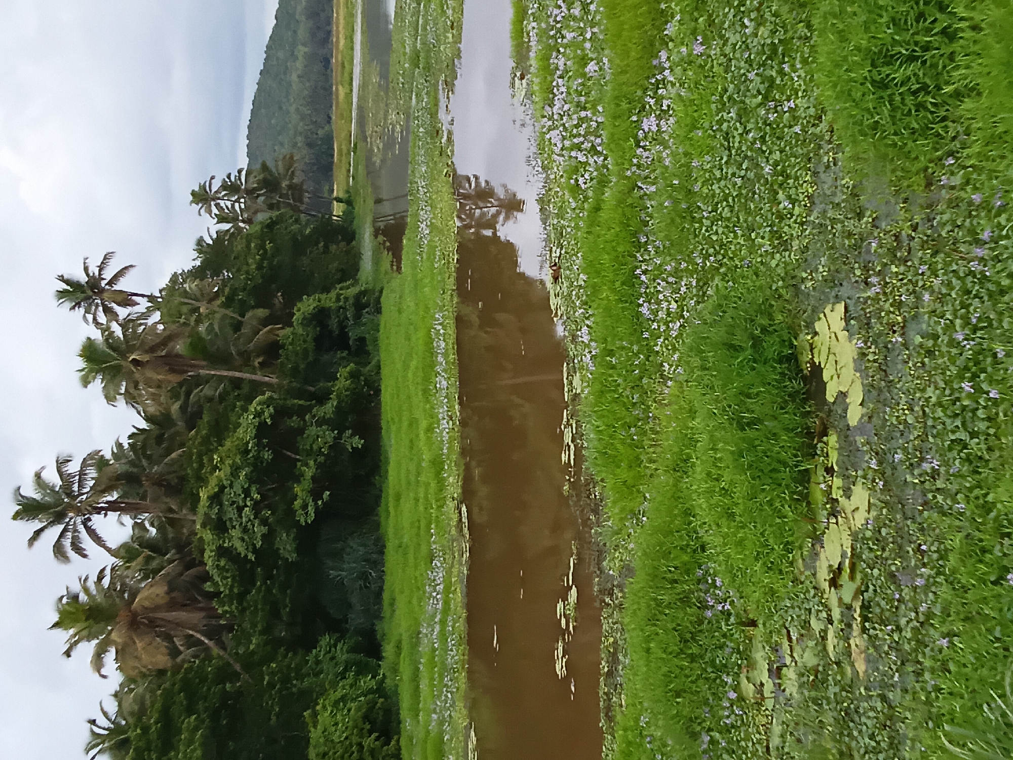 The image shows a waterway cutting through a lush, green landscape near Sodiem, India. The water is brown, reflecting the overcast sky and surrounding vegetation. The banks of the waterway are covered with dense green vegetation, including grasses and small purple flowers. Lily pads float near the water's edge. A dense thicket of trees, including palm trees, lines the left side of the waterway. In the distance, a low, green mountain is visible. The sky is overcast, creating a soft light.