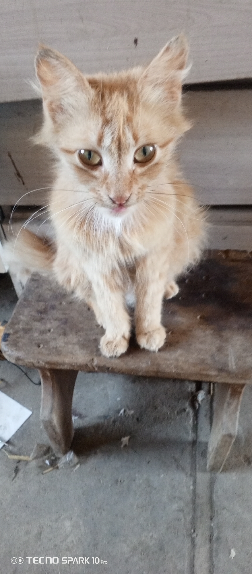 A ginger kitten is sitting on a wooden stool outdoors. The kitten is facing the camera and has its front paws together. The stool is worn and appears to be made of unfinished wood. The background consists of a wooden wall and a concrete floor. There are some debris on the floor. The overall scene suggests a humble, possibly rural, setting. No specific location in Bereg Kubani, Russia, can be identified from the visual information provided.