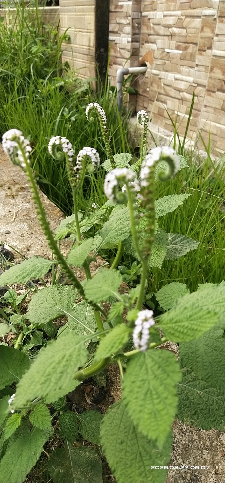 The image captures a close-up view of a plant with distinctive white, spiral-shaped flower spikes. The plant has large, green, textured leaves, and is growing outdoors. In the background, a brick wall with a horizontal pattern is visible, along with green grass and a section of concrete. A pipe is attached to the wall, and a hint of orange is visible near it, possibly indicating a butterfly or a piece of debris. The lighting suggests it is daytime. The bottom right corner of the image displays a timestamp: "2026.08.22 06:07". The scene appears to be in an urban or suburban outdoor environment, possibly a garden or yard, in Matabu, Indonesia, given the context provided. There are no people or animals directly depicted in the image.