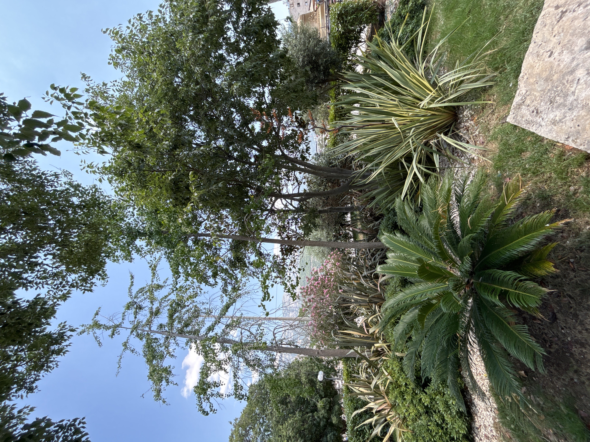 This is a medium-shot, eye-level outdoor photograph of a garden area. The scene is dominated by lush greenery and a clear blue sky with scattered white clouds. In the foreground, a cycad plant with large, dark green fronds is positioned to the left. To its right and slightly behind, a tall, spiky plant with variegated green and yellow leaves stands prominently. The ground is a mix of gravel, grass, and dry leaves.
Behind the foreground plants, a variety of trees with dense green foliage are visible. One tall, slender tree with sparse branches extends upwards towards the sky. In the mid-ground, a cluster of pink flowering shrubs adds a splash of color. A lamppost is partially visible behind the slender tree on the left. In the distance, a blurry landscape with rolling hills and some buildings can be discerned. The overall impression is a well-maintained garden with a variety of plant species, suggesting a peaceful and natural setting within an urban environment. The image was taken on a sunny day, indicated by the bright lighting and the clear sky. The location is identified as Budva, Montenegro.