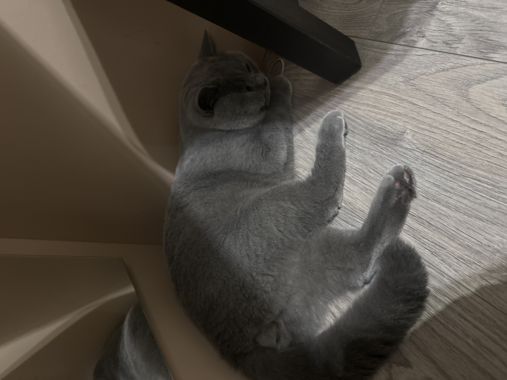 A gray cat is sleeping on a wooden floor. The cat is curled up and appears to be in a relaxed pose. The lighting in the room is dim, with shadows cast from an unseen object. The environment appears to be indoors, possibly in a home. There are no people or other animals visible in the image. The cat's fur is short and dense, and its eyes are closed. Its paws are tucked underneath its body. A dark object, possibly a table leg, is visible to the right of the cat.