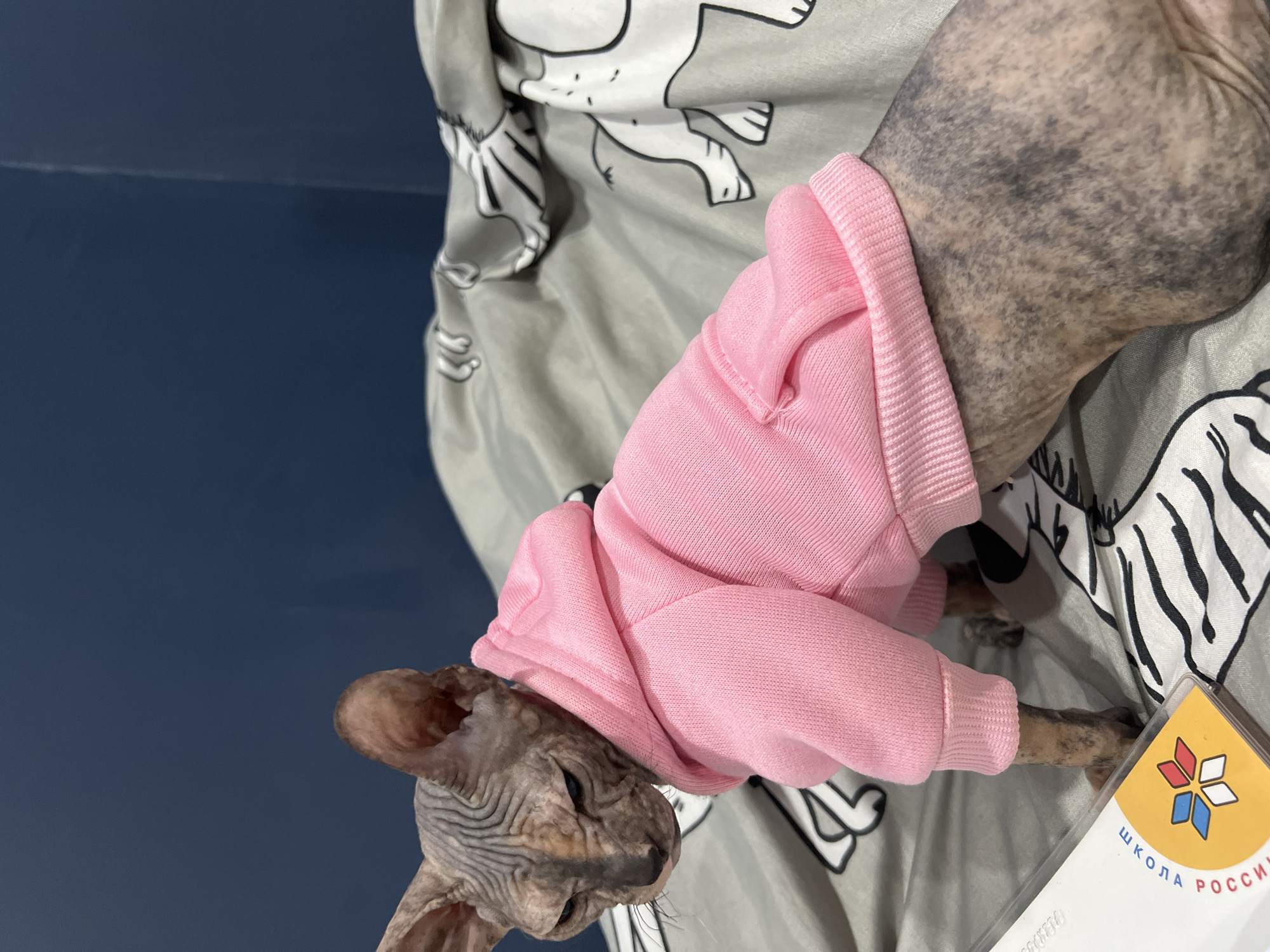 A Sphynx cat, characterized by its hairless, wrinkled skin with mottled dark and light gray pigmentation, is prominently featured in this indoor photograph. The cat is wearing a bright pink hooded sweatshirt, which covers its body and front limbs, with the ribbed cuffs of the sleeves visible. Its head is tilted slightly to the right, and its eyes are partially closed, conveying a calm or sleepy demeanor.
The cat is resting on a gray blanket or duvet, which is decorated with a repeating pattern of white, cartoon-like animals outlined in black. To the left of the cat, a plain, dark blue wall or surface serves as a simple background. In the bottom right corner, a yellow and blue tag or card is partially visible. The Cyrillic text "ШКОЛА РОССИИ" (SHKOLA ROSSII), meaning "School of Russia," is clearly legible on this tag, indicating the location is in Russia, consistent with the provided context of Kazan. The scene depicts a quiet, domestic moment, likely indoors under natural or artificial light.