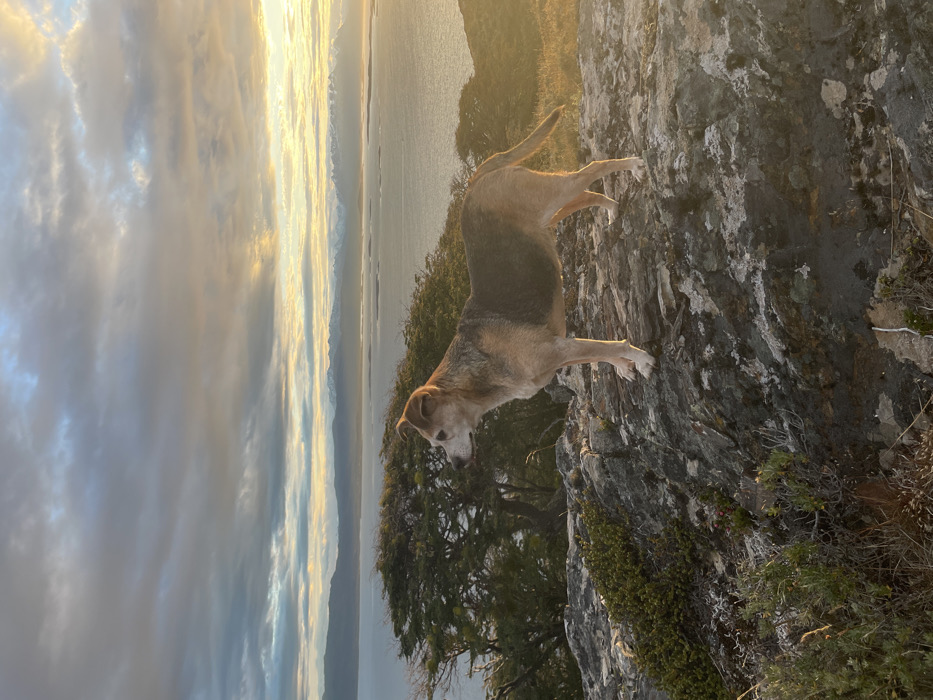 A brown and gray dog stands on a rocky outcrop, overlooking a scene of water and distant mountains under a cloudy sky. The dog is positioned near a small green tree or bush, which grows from the rock. The lighting is soft, suggesting either sunrise or sunset, casting a warm glow over the landscape.