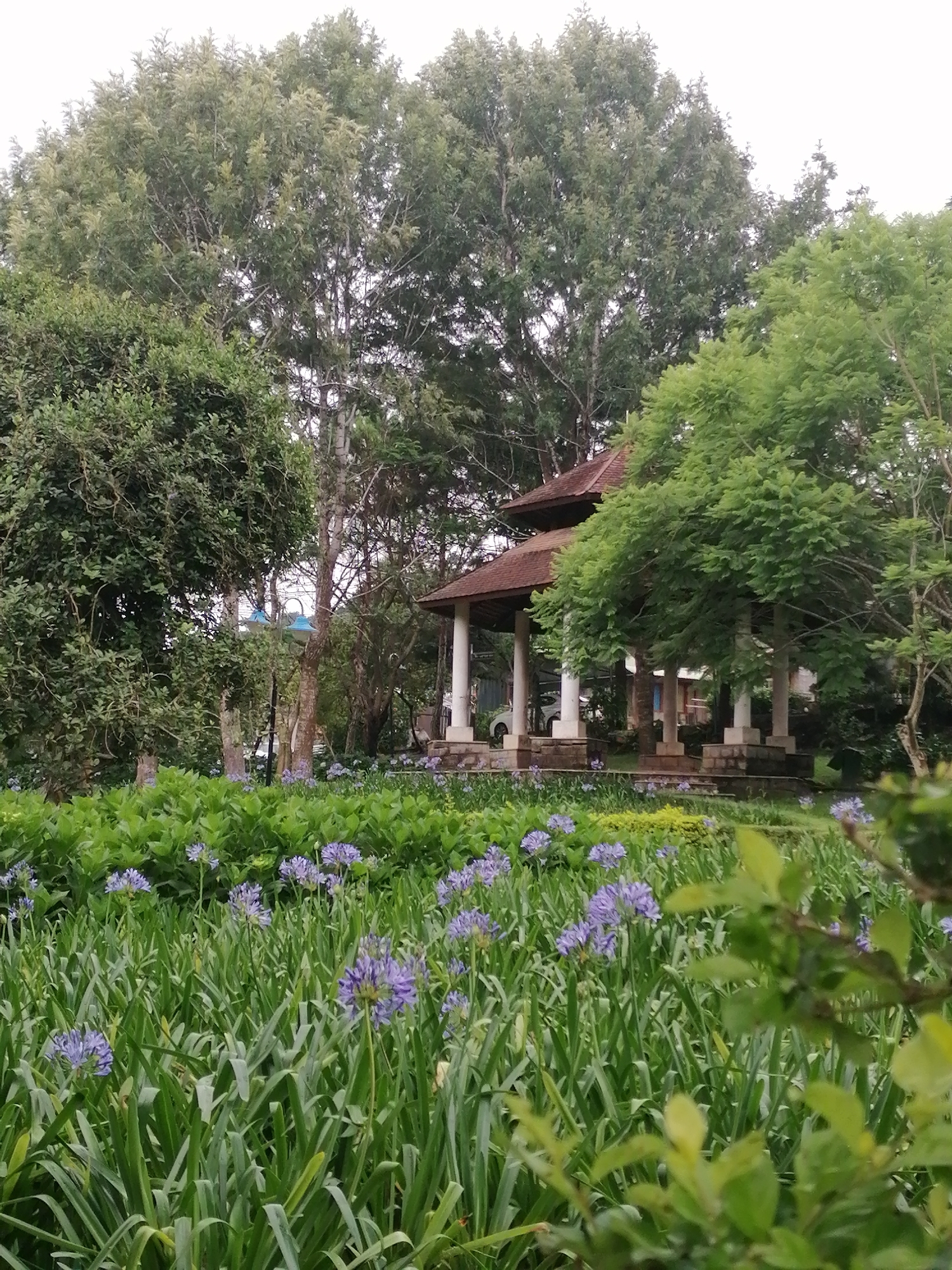 The image depicts a lush garden scene with a pavilion in the background. In the foreground, a dense bed of green foliage is dotted with clusters of delicate purple flowers. The flowers are tall and slender, with many small, bell-shaped florets forming spherical heads. The leaves are long and strap-like.
Behind the flowering plants, a paved walkway leads to a weathered, multi-tiered pavilion with a dark-tiled roof supported by thick, white columns. The pavilion appears to be constructed of wood and stone. Surrounding the pavilion are mature trees with dense canopies, some of which are lighter green and feathery, while others are a darker, richer green. The overall impression is one of a serene, well-maintained garden.
This scene is characteristic of the Tuyen Lam Lake area in Da Lat, Vietnam, known for its botanical gardens and tranquil natural landscapes. While no people are visible, the presence of the pavilion suggests a place for rest and contemplation within a park or resort setting. The lighting suggests it is daytime, possibly overcast or early morning/late afternoon.