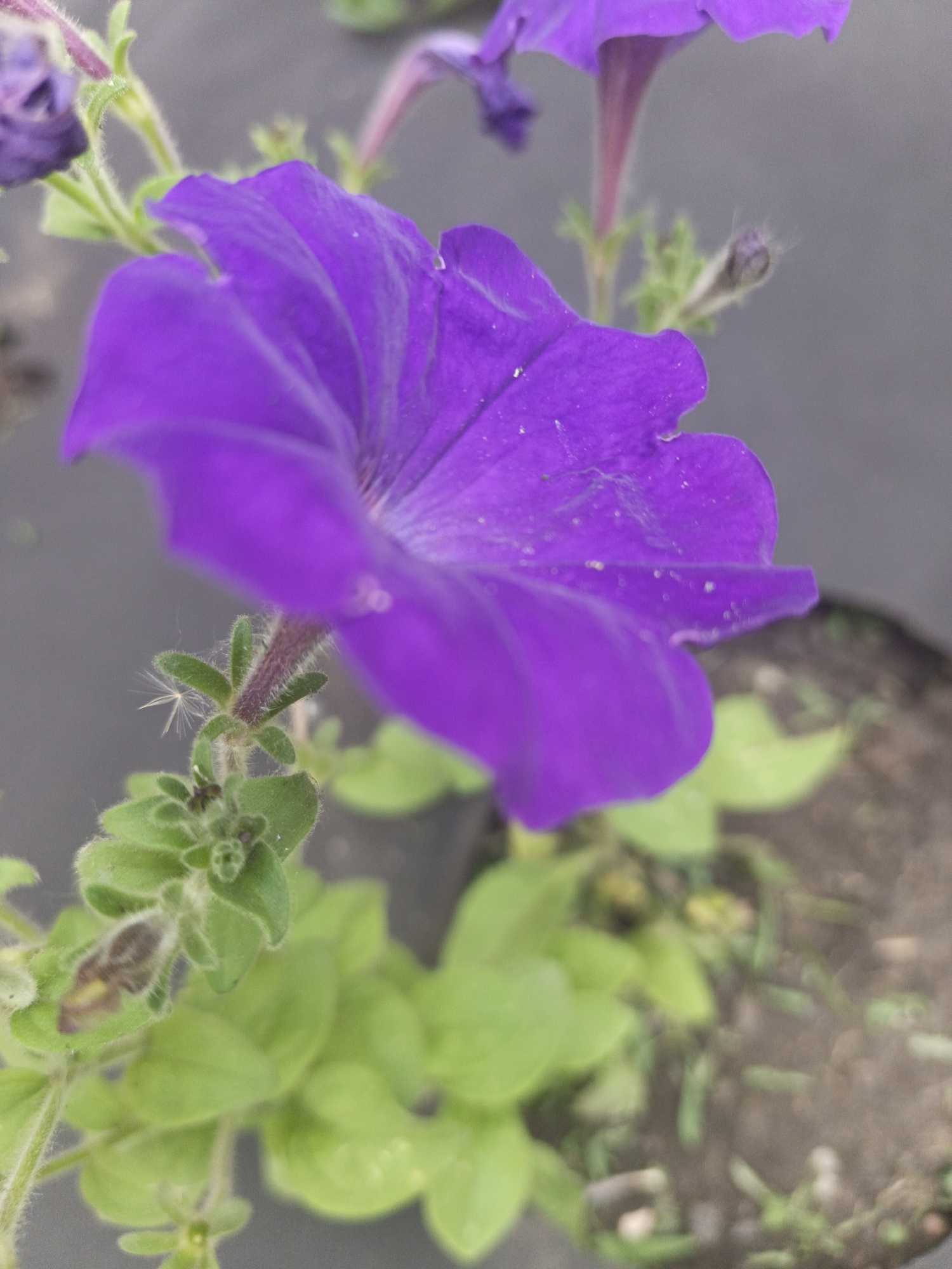 The image shows a close-up, slightly blurred view of a purple petunia flower with green foliage. The flower is in focus and positioned in the foreground, with its petals unfurling. Several small, fuzzy green leaves are visible below the flower. The background is out of focus and appears to be a dark, mottled surface, possibly soil or ground cover. There is no visible indication of the city of Kalachevo, Russia, or any people, actions, or specific environmental features that would suggest this location. The image is a still life photograph of a single plant.